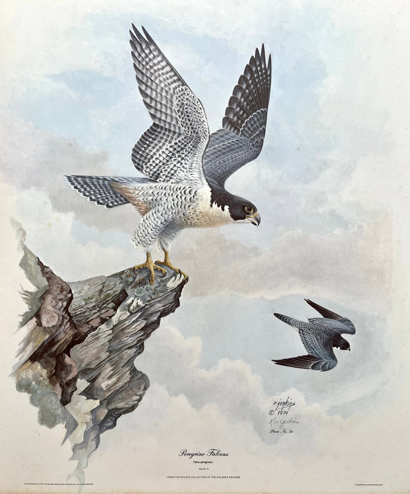 VINTAGE EARL JENKINS SIGNED PRINT "PEREGRINE FALCONS": PENCIL SIGNED AND NUMBERED VINTAGE PRINT. WATERMARK. SIZE: 20X24 INCHES. UNFRAMED. SHIPPING IN THE U.S VIA USPS PRIORITY MAIL $25