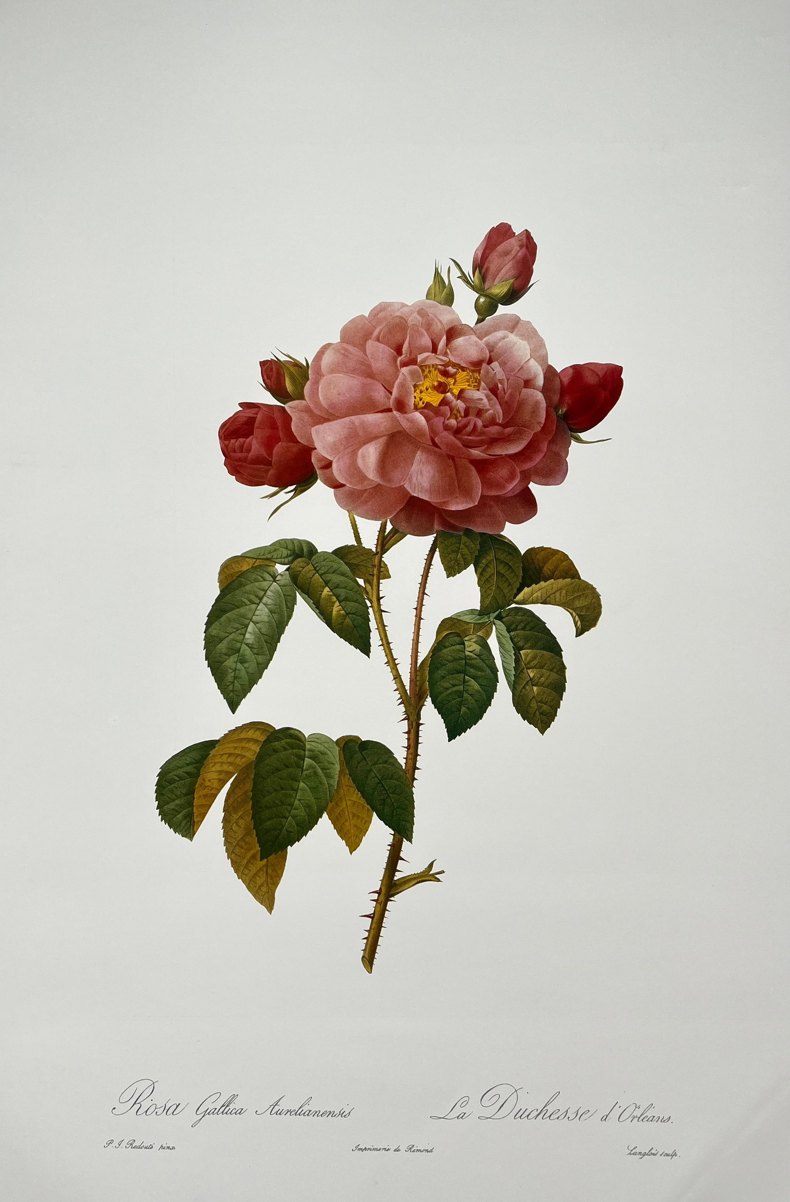 VINTAGE PIERRE JOSEPH REDOUTE PRINT - ROSA GALLICA AURELIANENSIS: SIZE: 16 X 24 INCHES. UNFRAMED. SHIPPING IN THE U.S VIA USPS PRIORITY MAIL 20
