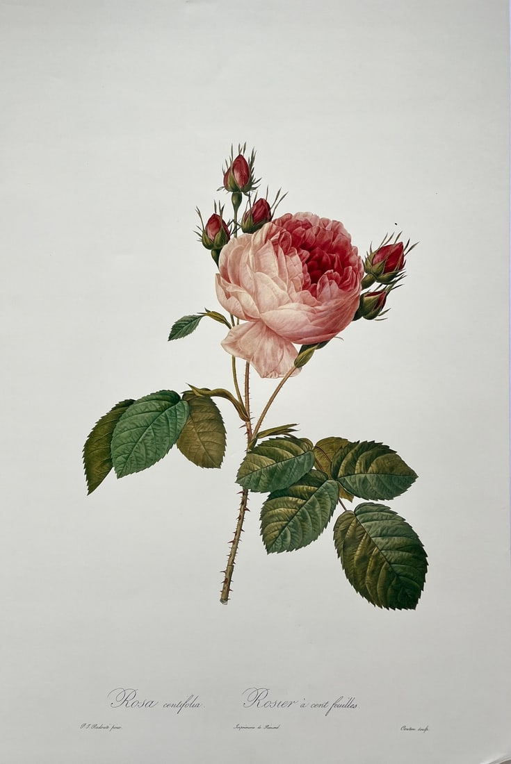VINTAGE PIERRE JOSEPH REDOUTE PRINT - ROSA CENTIFOLIA: SIZE: 16 X 24 INCHES. UNFRAMED. SHIPPING IN THE U.S VIA USPS PRIORITY MAIL 20