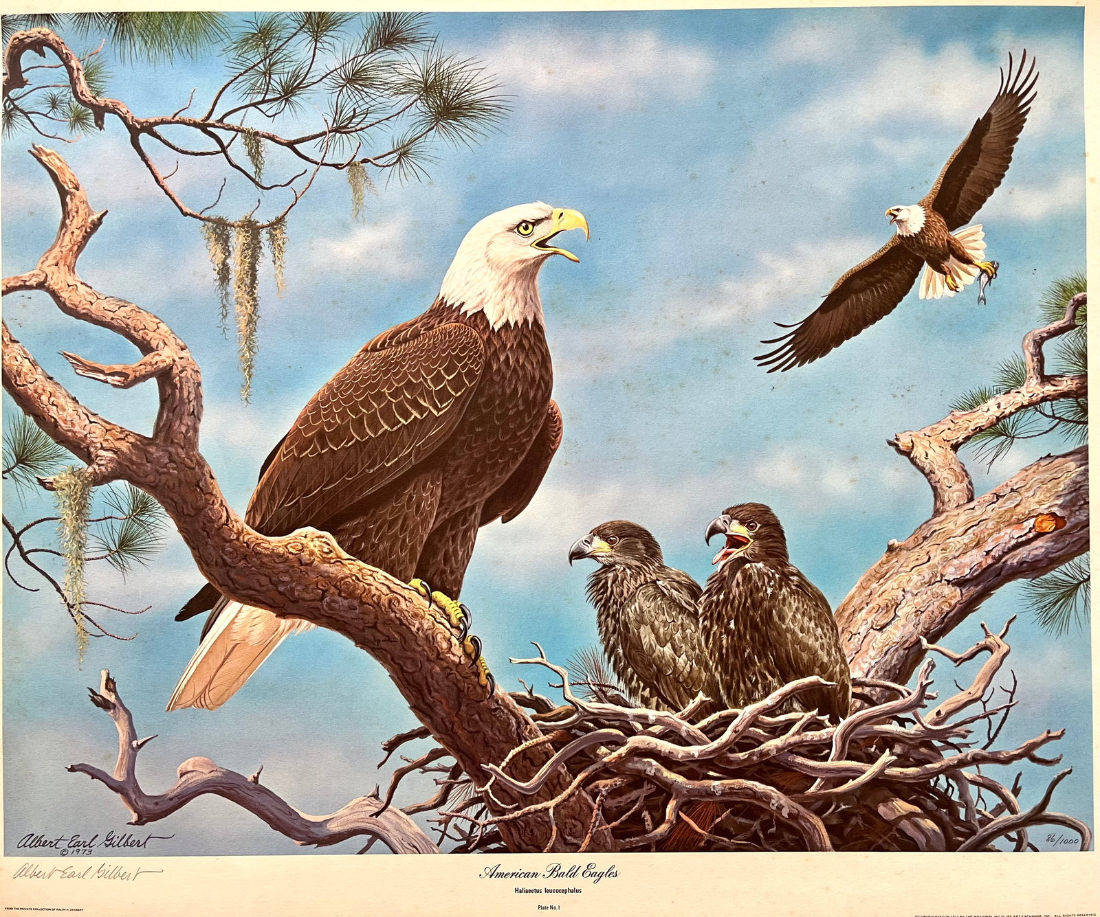 VINTAGE ALBERT EARL GILBERT SIGNED PRINT "AMERICAN BALD EAGLES": PENCIL SIGNED AND NUMBERED VINTAGE PRINT. WATERMARK. SIZE: 20X24 INCHES. UNFRAMED. SHIPPING IN THE U.S VIA USPS PRIORITY MAIL $25