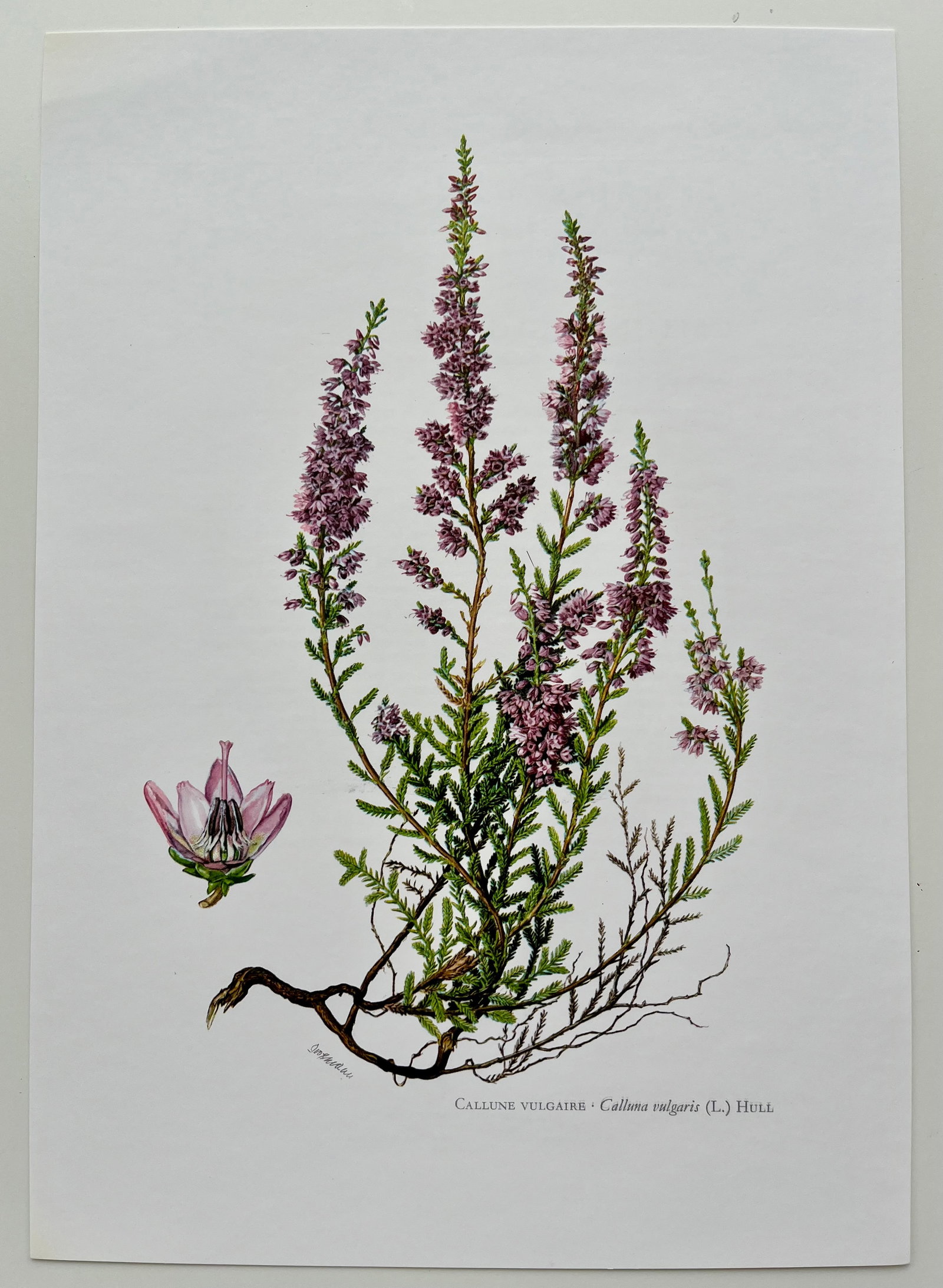 BOTANICAL PRINT - 2