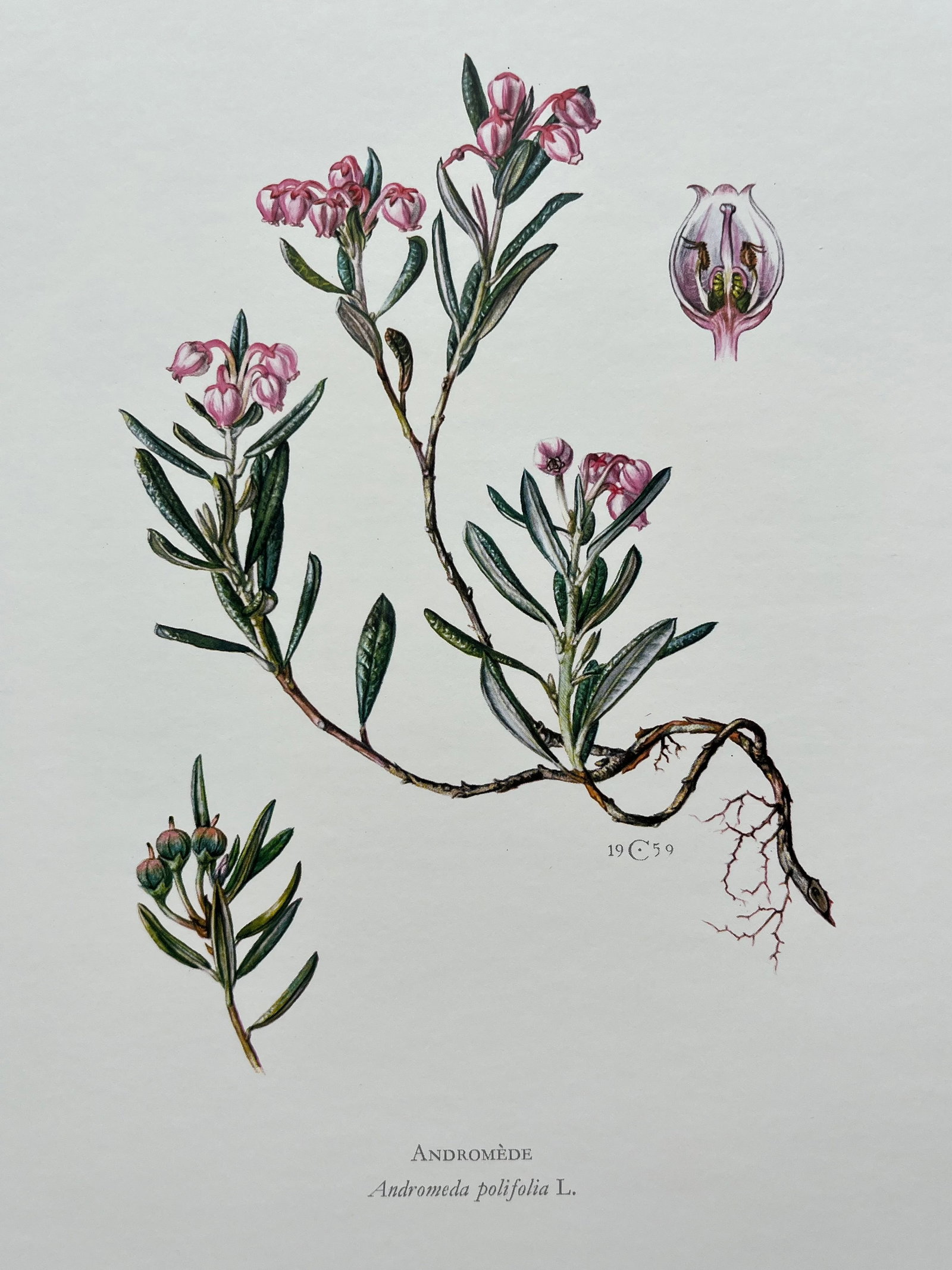BOTANICAL PRINT: FRENCH TEXT IN VERSO. SIZE: 10.5 X 7.5 INCHES. UNFRAMED. PRINTED IN 1957. SHIPPING IN THE U.S VIA USPS PRIORITY MAIL $16. WE COMBINE SHIPPING.