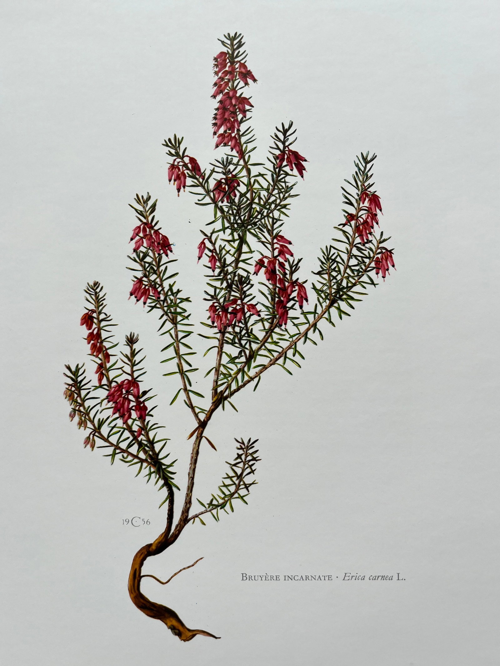 BOTANICAL PRINT: FRENCH TEXT IN VERSO. SIZE: 10.5 X 7.5 INCHES. UNFRAMED. PRINTED IN 1957. SHIPPING IN THE U.S VIA USPS PRIORITY MAIL $16. WE COMBINE SHIPPING.