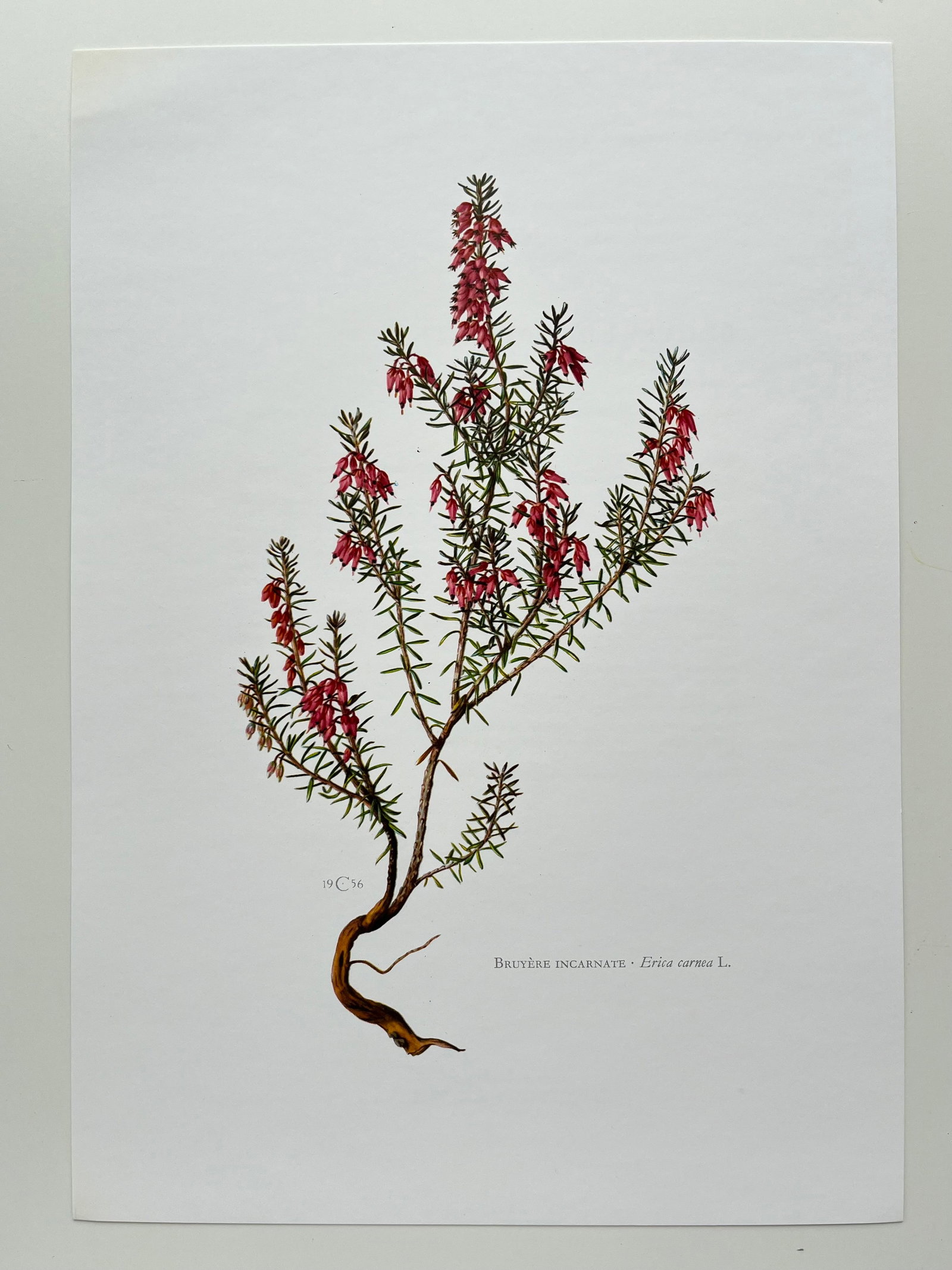 BOTANICAL PRINT - 2