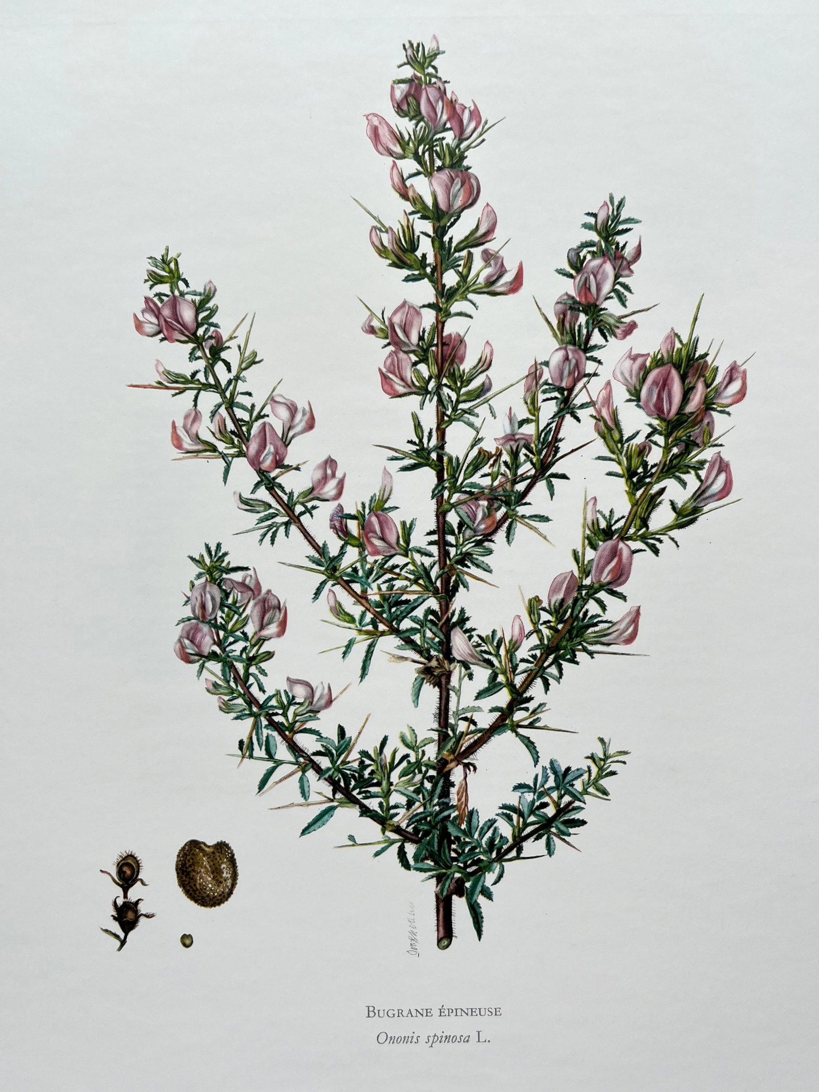BOTANICAL PRINT: FRENCH TEXT IN VERSO. SIZE: 10.5 X 7.5 INCHES. UNFRAMED. PRINTED IN 1957. SHIPPING IN THE U.S VIA USPS PRIORITY MAIL $16. WE COMBINE SHIPPING.