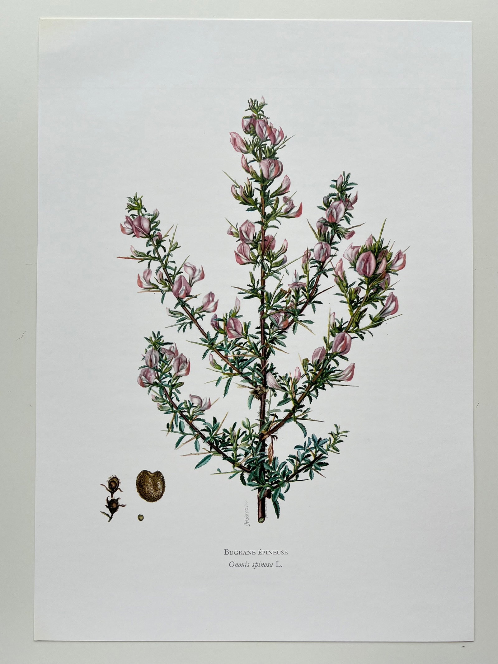 BOTANICAL PRINT - 2