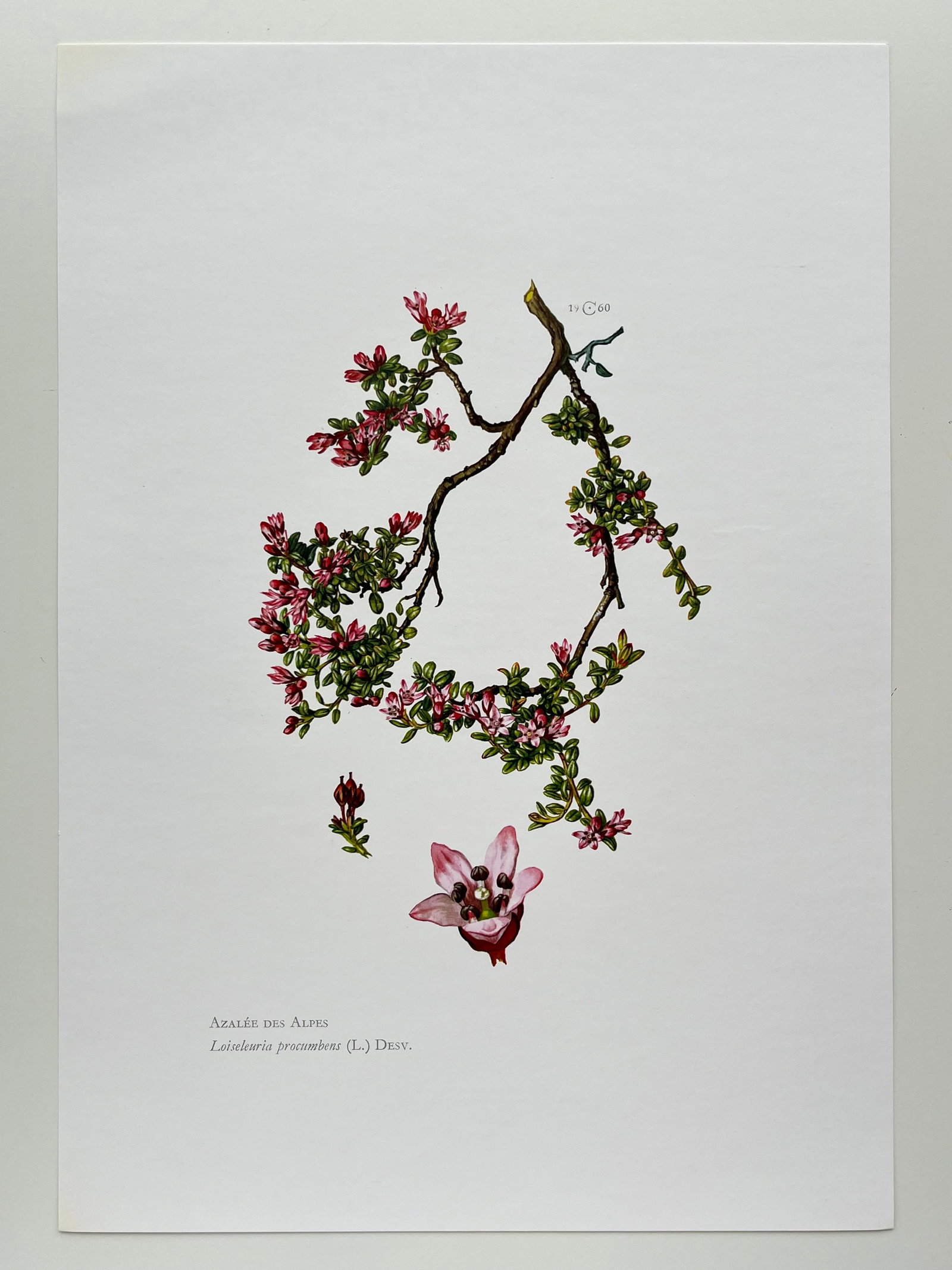 BOTANICAL PRINT - 2
