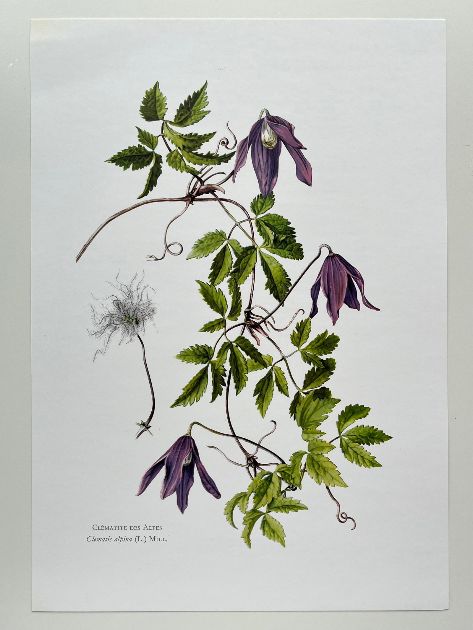 BOTANICAL PRINT - 2