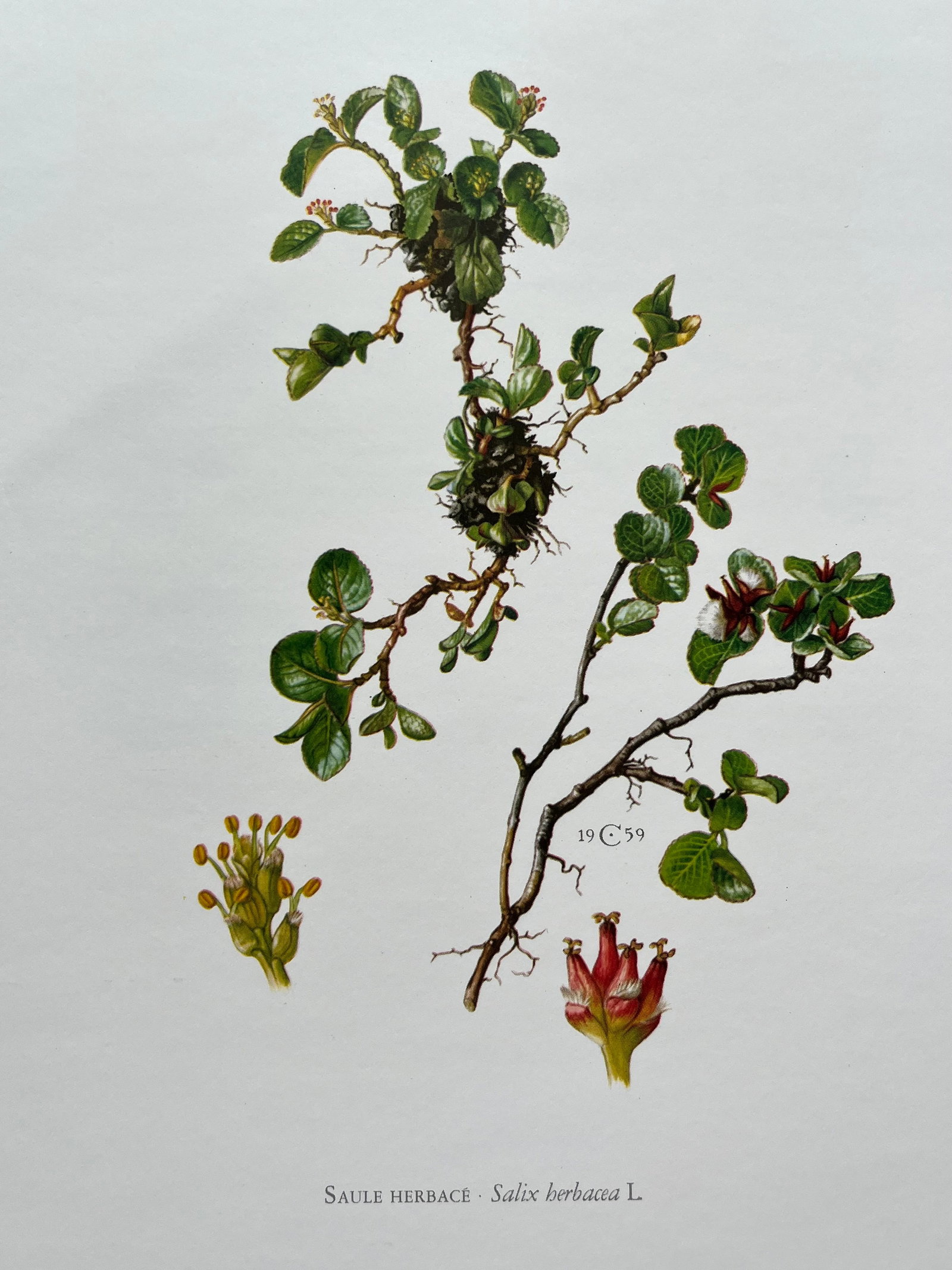 BOTANICAL PRINT: FRENCH TEXT IN VERSO. SIZE: 10.5 X 7.5 INCHES. UNFRAMED. PRINTED IN 1957. SHIPPING IN THE U.S VIA USPS PRIORITY MAIL $16. WE COMBINE SHIPPING.