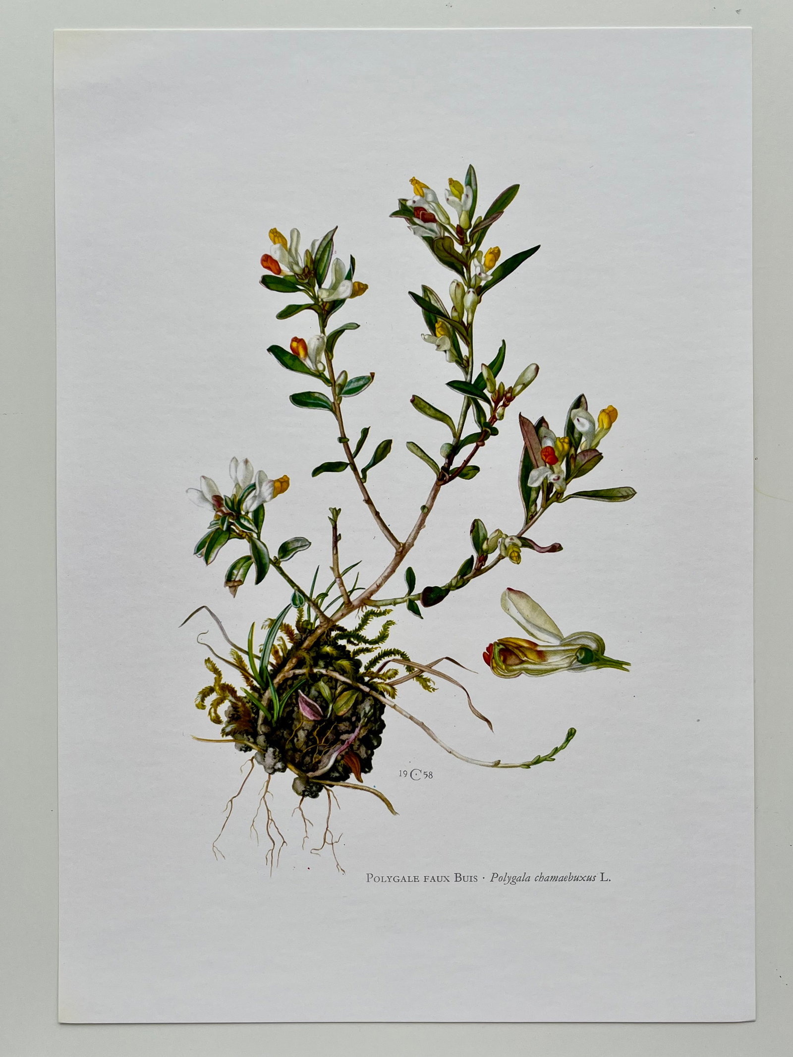 BOTANICAL PRINT - 2