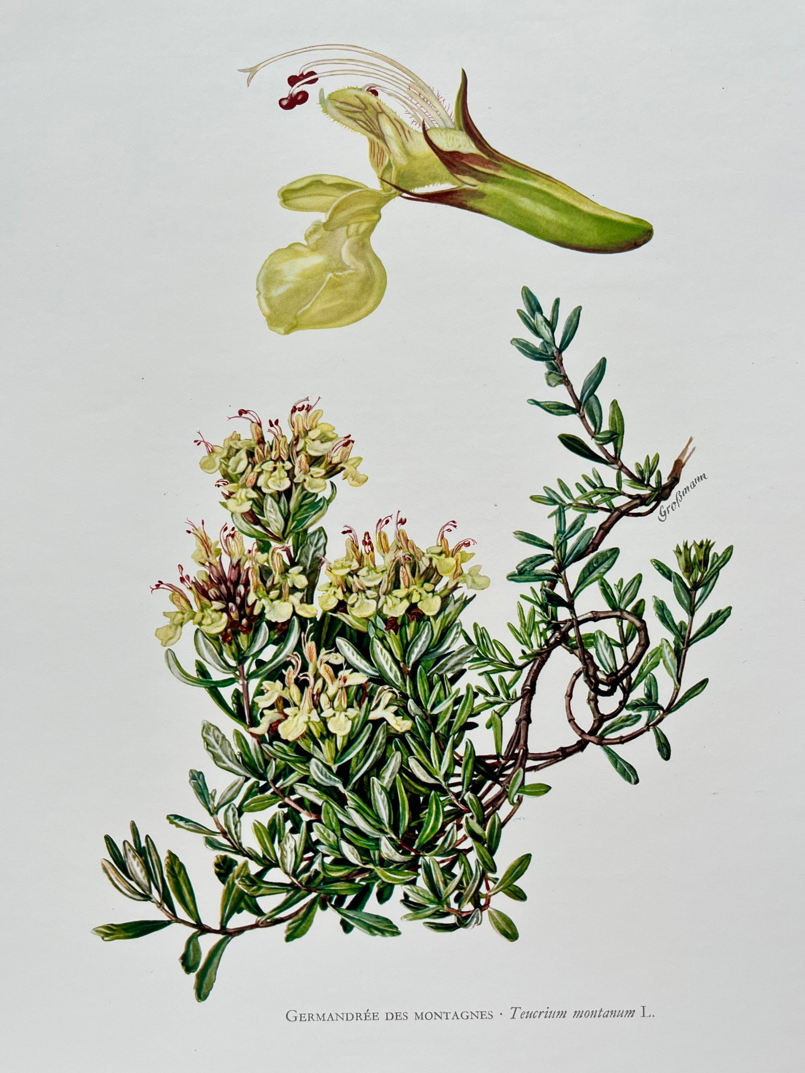BOTANICAL PRINT: FRENCH TEXT IN VERSO. SIZE: 10.5 X 7.5 INCHES. UNFRAMED. PRINTED IN 1957. SHIPPING IN THE U.S VIA USPS PRIORITY MAIL $16. WE COMBINE SHIPPING.