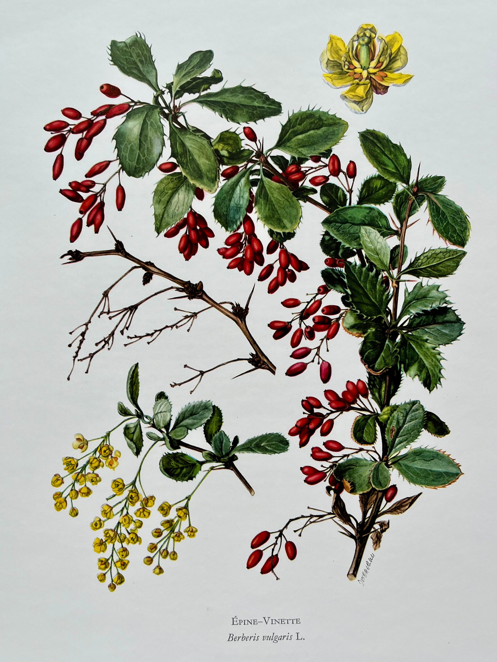 BOTANICAL PRINT: FRENCH TEXT IN VERSO. SIZE: 10.5 X 7.5 INCHES. UNFRAMED. PRINTED IN 1957. SHIPPING IN THE U.S VIA USPS PRIORITY MAIL $16. WE COMBINE SHIPPING.