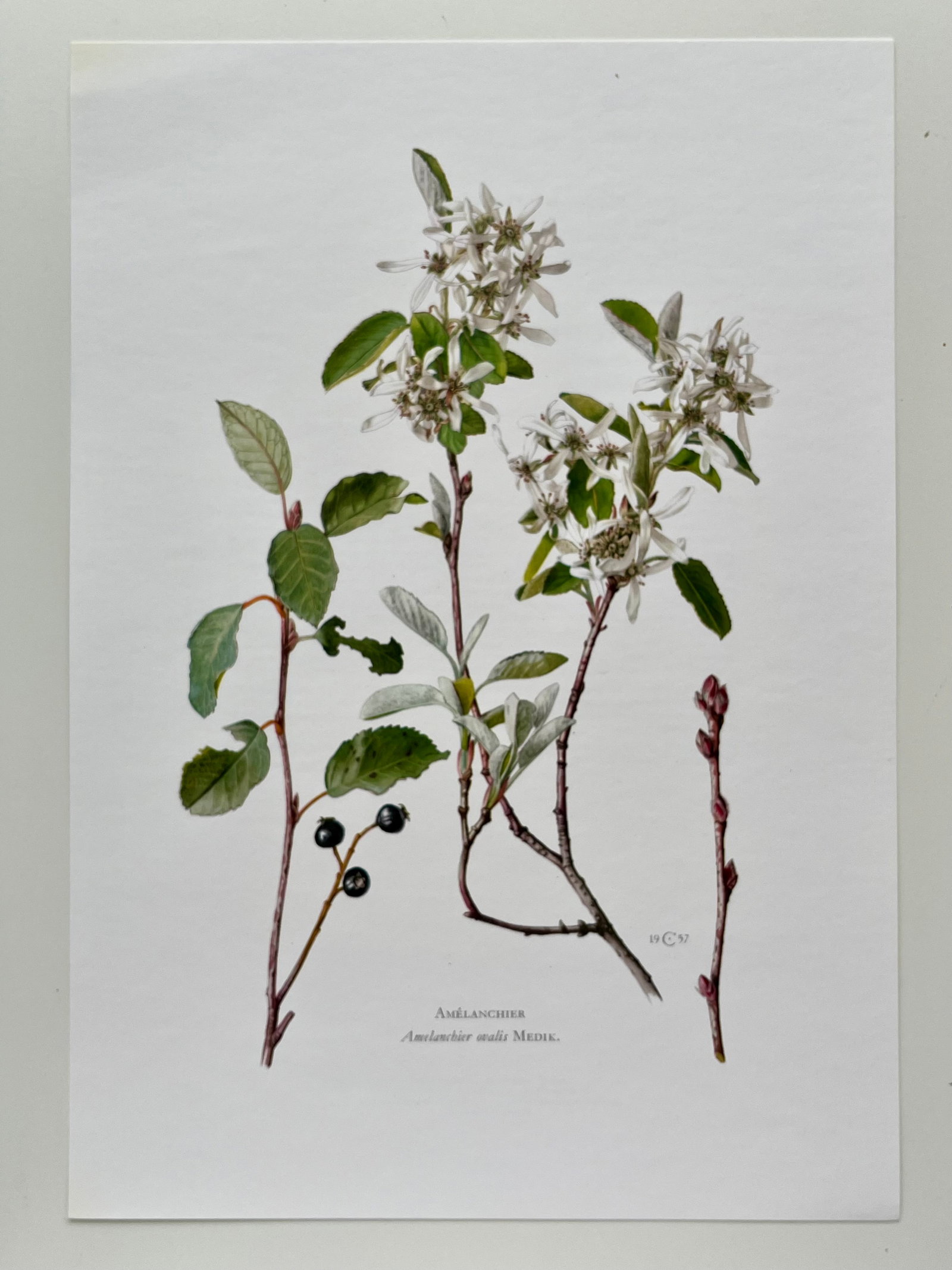 BOTANICAL PRINT - 2