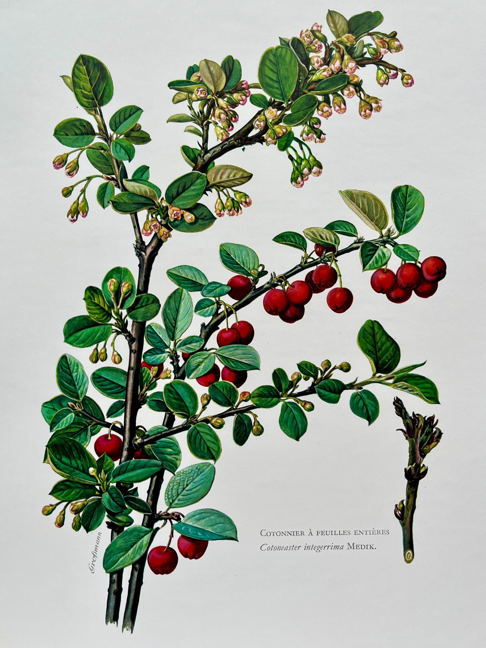 BOTANICAL PRINT: FRENCH TEXT IN VERSO. SIZE: 10.5 X 7.5 INCHES. UNFRAMED. PRINTED IN 1957. SHIPPING IN THE U.S VIA USPS PRIORITY MAIL $16. WE COMBINE SHIPPING.