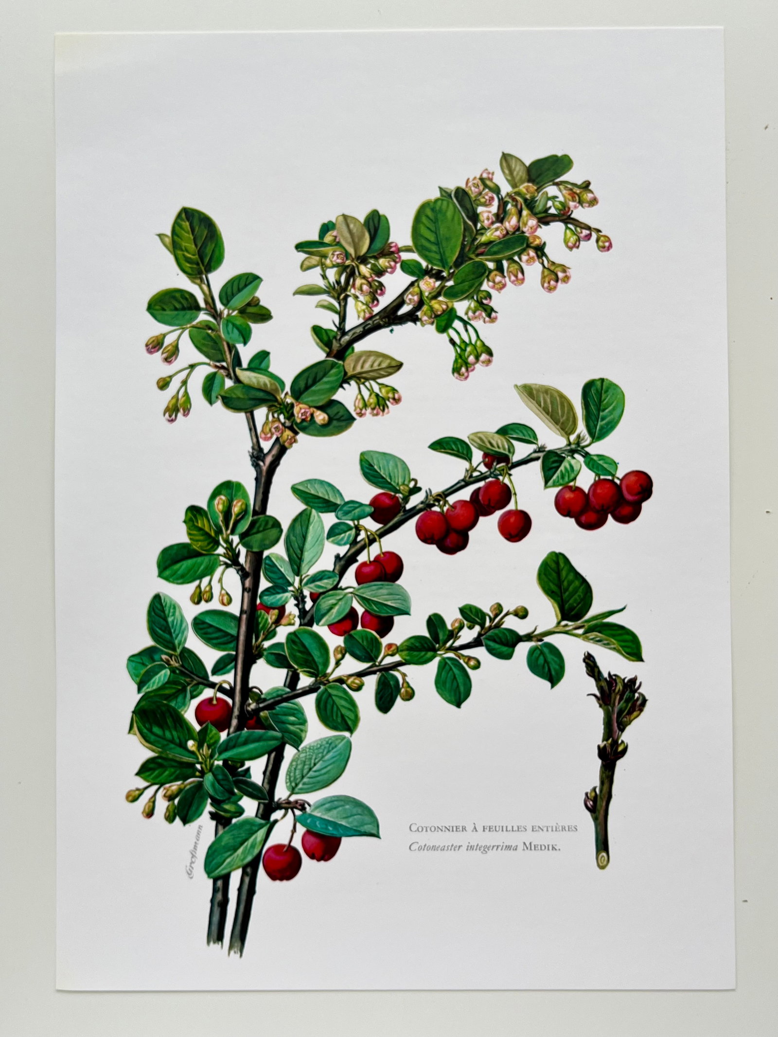 BOTANICAL PRINT - 2