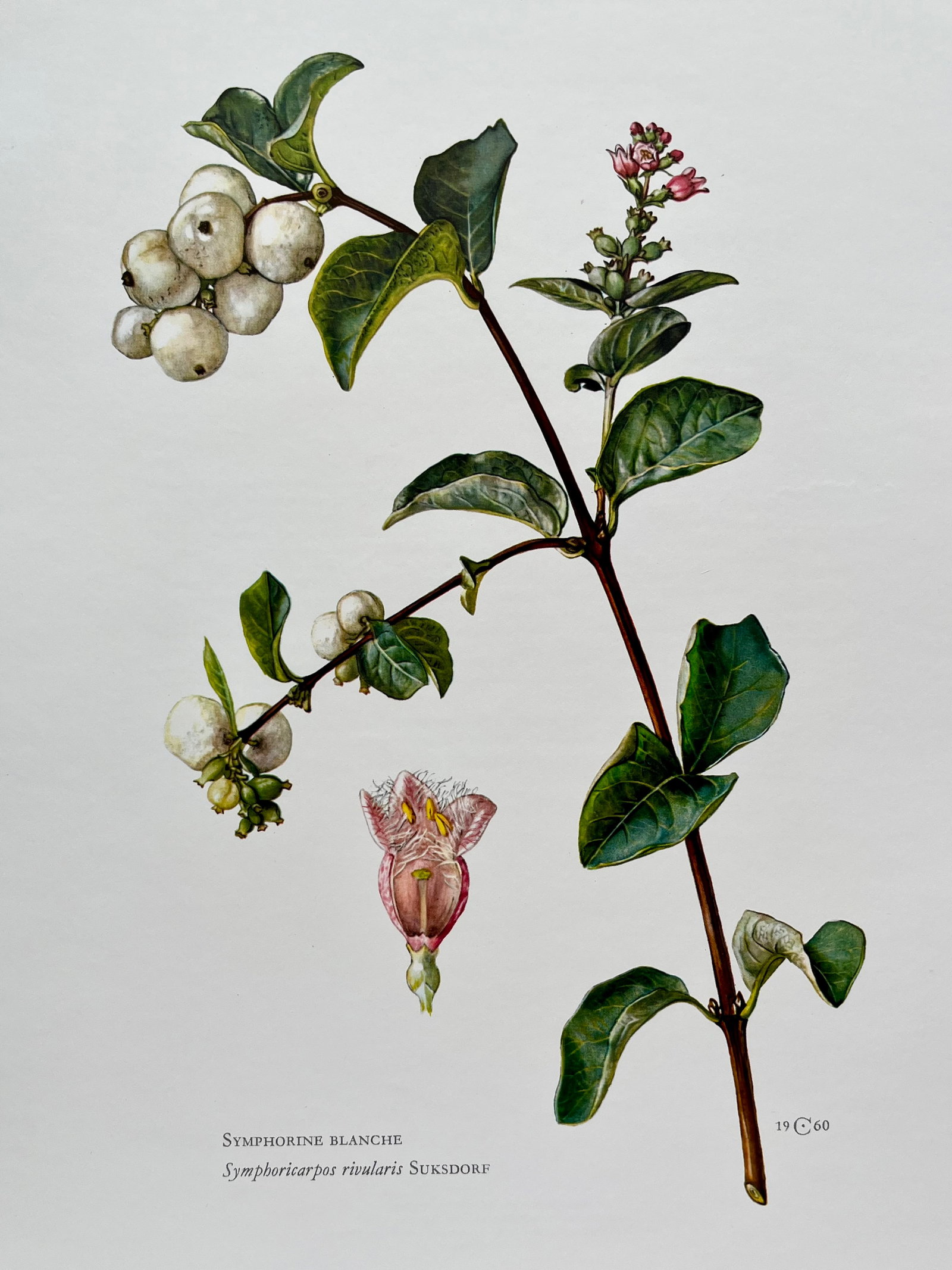 BOTANICAL PRINT: FRENCH TEXT IN VERSO. SIZE: 10.5 X 7.5 INCHES. UNFRAMED. PRINTED IN 1957. SHIPPING IN THE U.S VIA USPS PRIORITY MAIL $16. WE COMBINE SHIPPING.