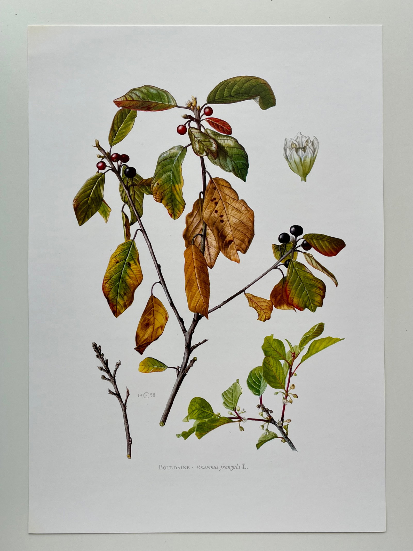 BOTANICAL PRINT - 2
