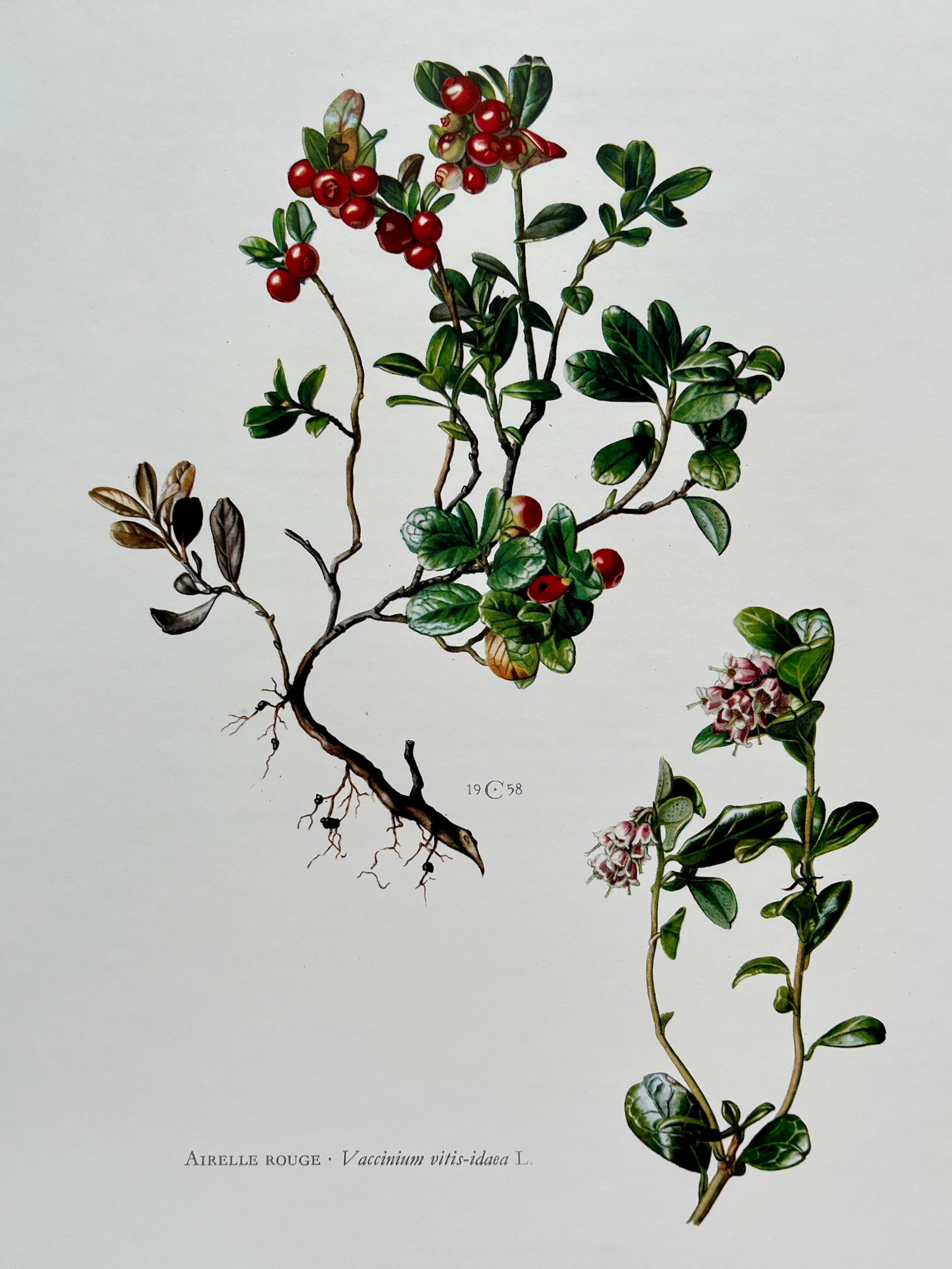 BOTANICAL PRINT: FRENCH TEXT IN VERSO. SIZE: 10.5 X 7.5 INCHES. UNFRAMED. PRINTED IN 1957. SHIPPING IN THE U.S VIA USPS PRIORITY MAIL $16. WE COMBINE SHIPPING.
