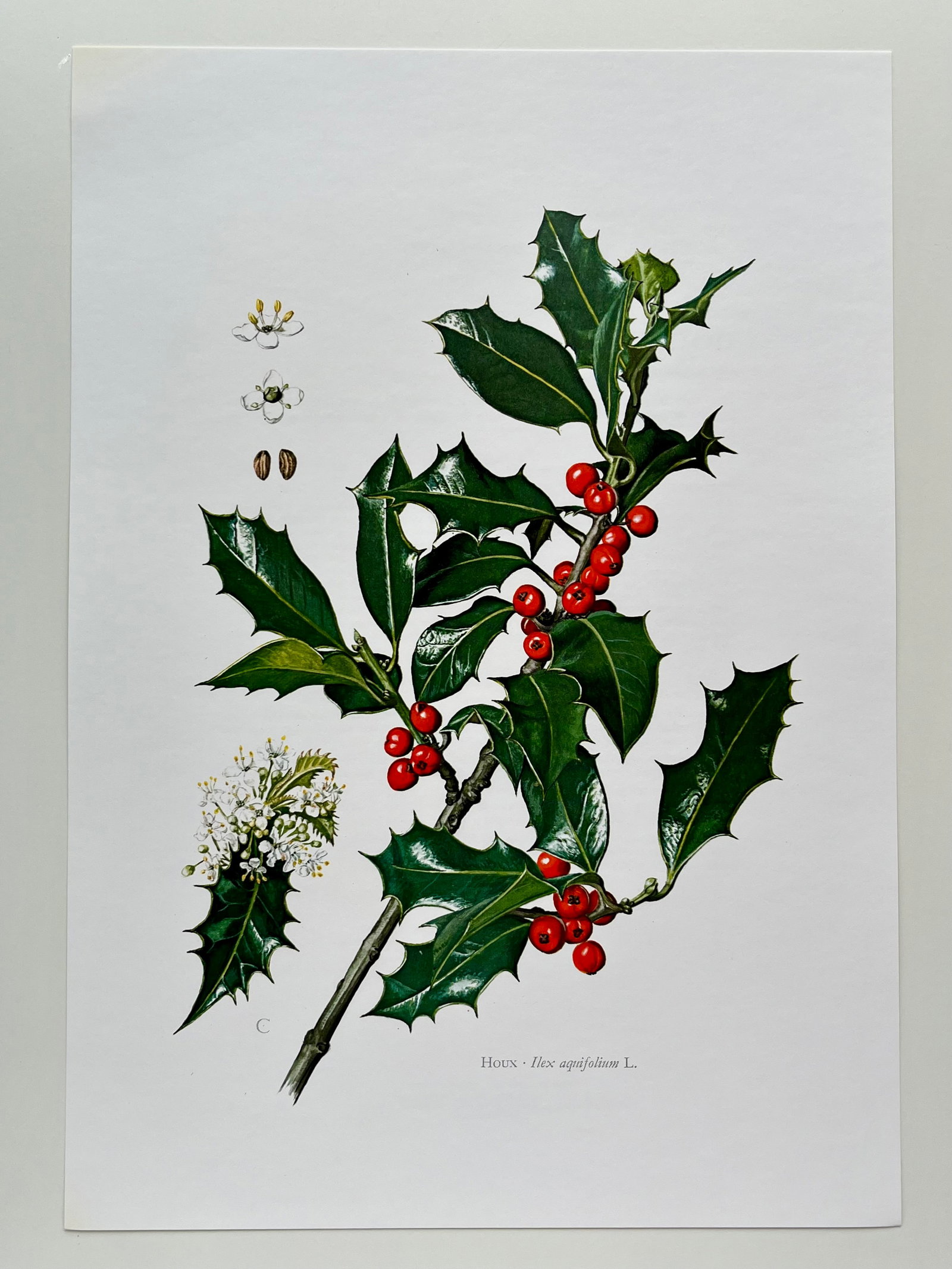 BOTANICAL PRINT - 2
