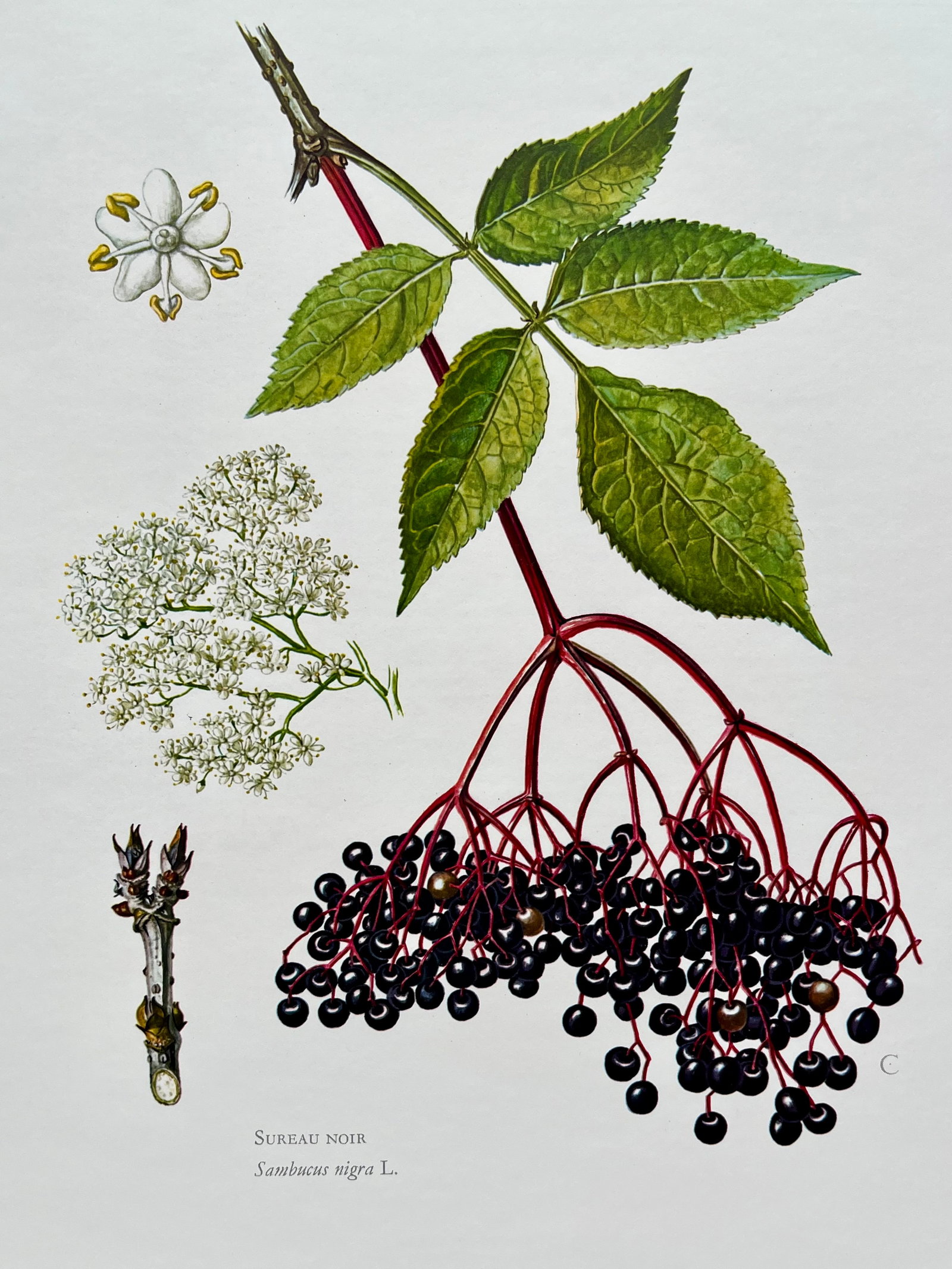 BOTANICAL PRINT: FRENCH TEXT IN VERSO. SIZE: 10.5 X 7.5 INCHES. UNFRAMED. PRINTED IN 1957. SHIPPING IN THE U.S VIA USPS PRIORITY MAIL $16. WE COMBINE SHIPPING.