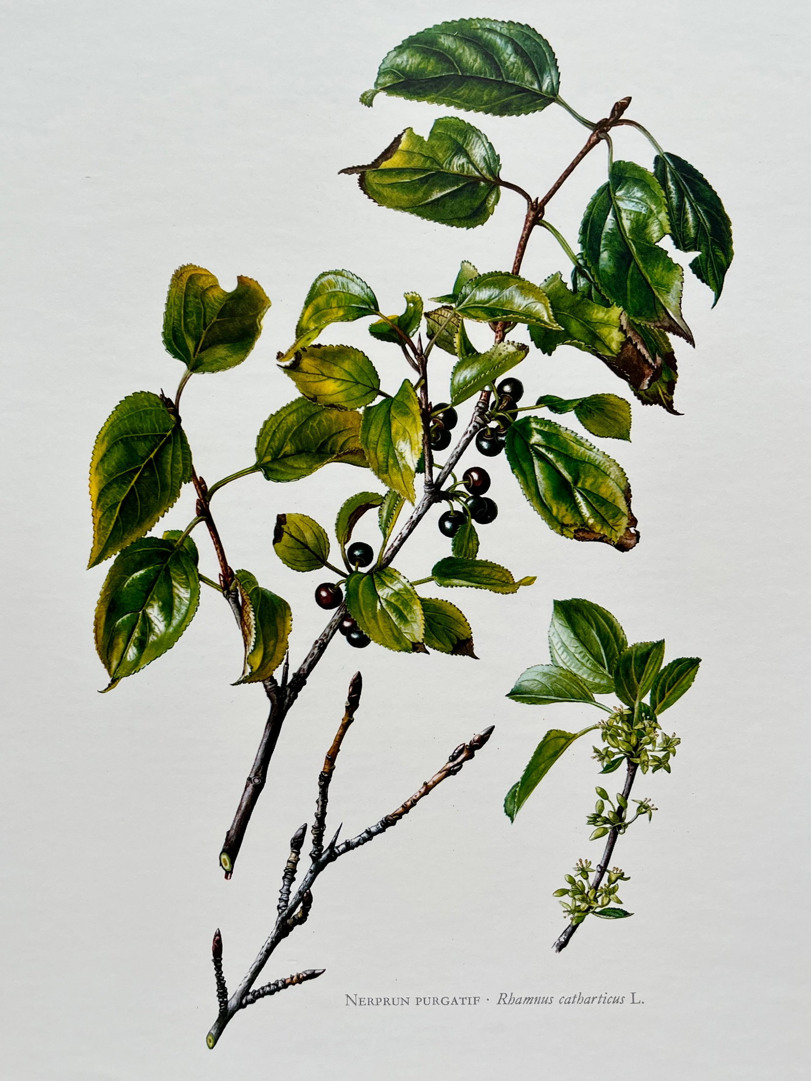 BOTANICAL PRINT: FRENCH TEXT IN VERSO. SIZE: 10.5 X 7.5 INCHES. UNFRAMED. PRINTED IN 1957. SHIPPING IN THE U.S VIA USPS PRIORITY MAIL $16. WE COMBINE SHIPPING.