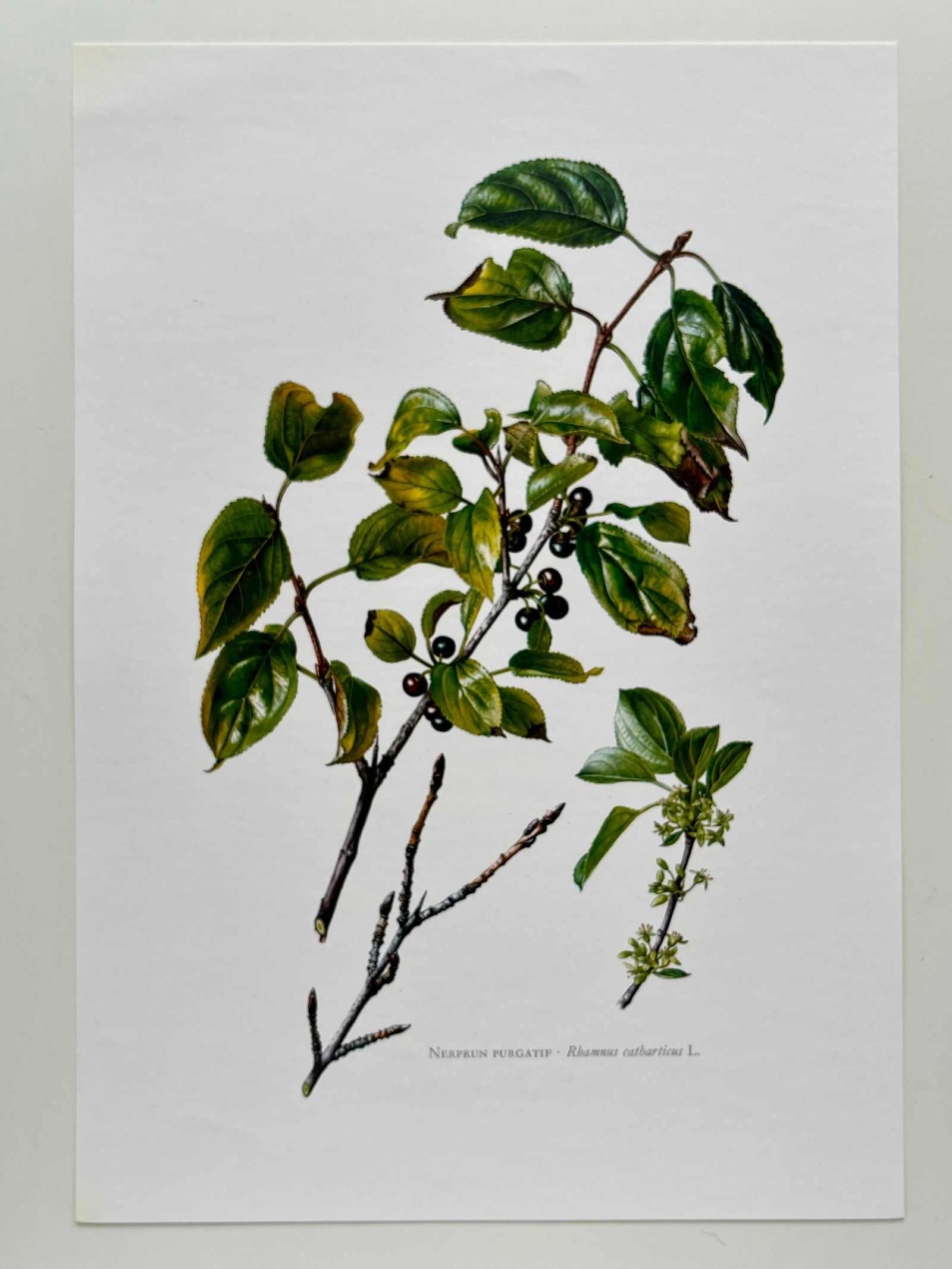 BOTANICAL PRINT - 2