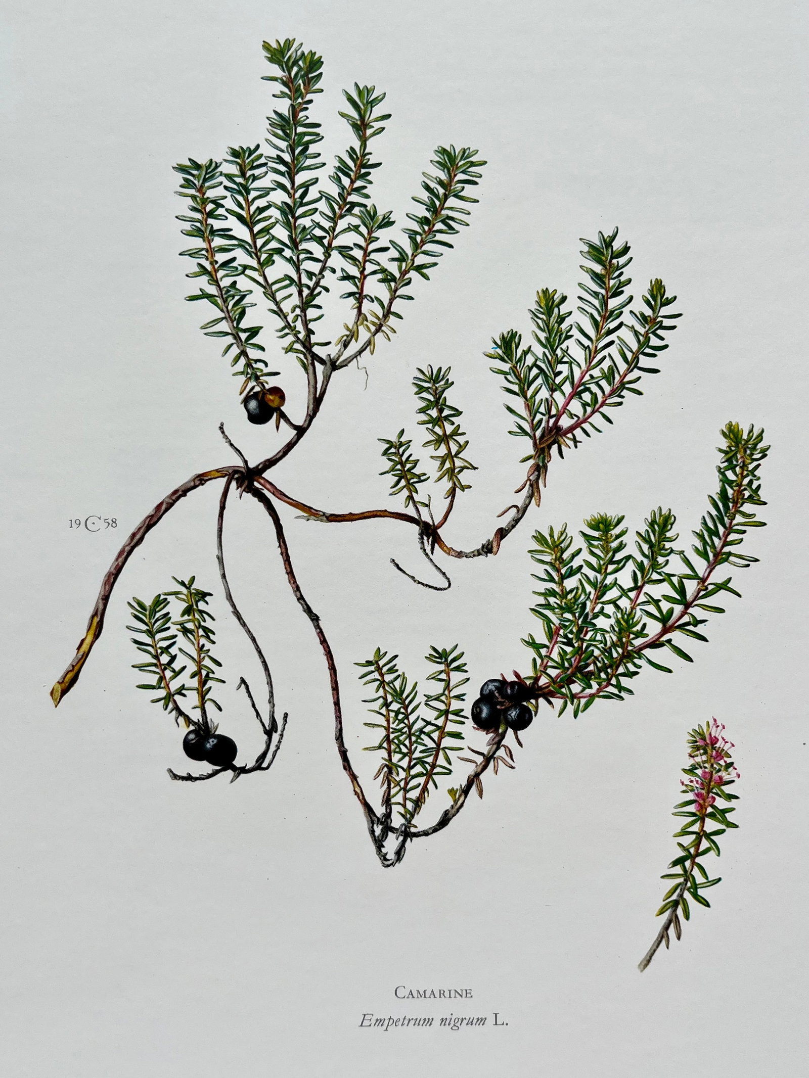 BOTANICAL PRINT: FRENCH TEXT IN VERSO. SIZE: 10.5 X 7.5 INCHES. UNFRAMED. PRINTED IN 1957. SHIPPING IN THE U.S VIA USPS PRIORITY MAIL $16. WE COMBINE SHIPPING.