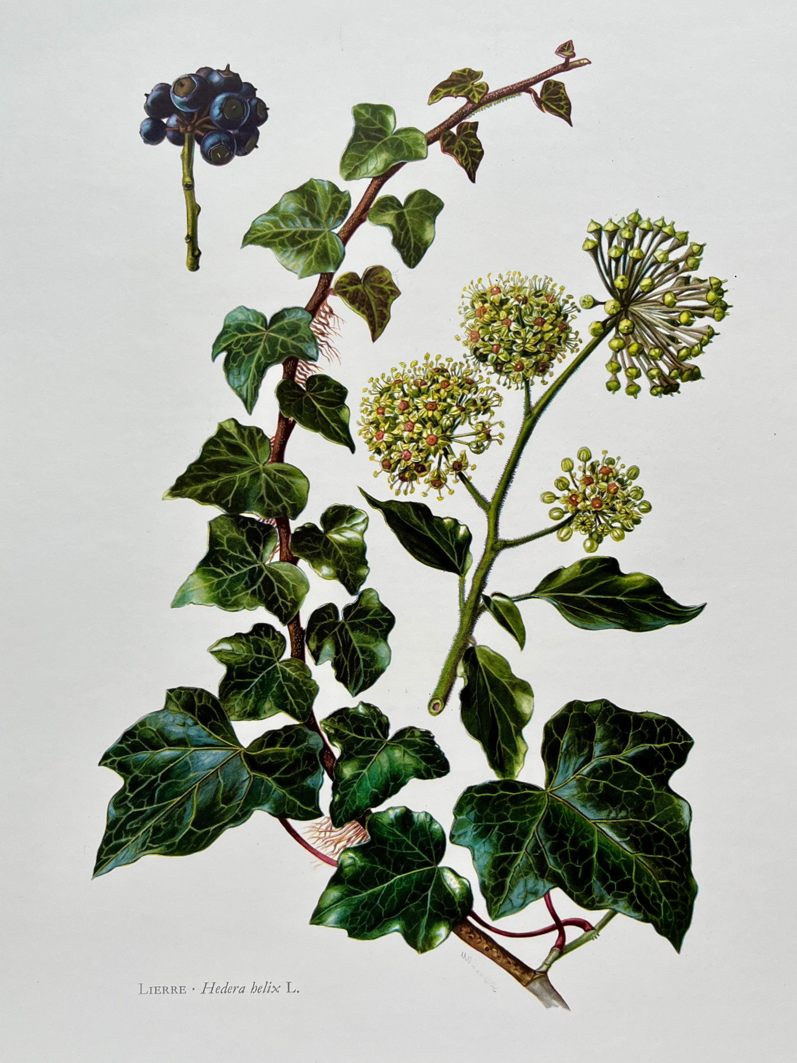 BOTANICAL PRINT: FRENCH TEXT IN VERSO. SIZE: 10.5 X 7.5 INCHES. UNFRAMED. PRINTED IN 1957. SHIPPING IN THE U.S VIA USPS PRIORITY MAIL $16. WE COMBINE SHIPPING.