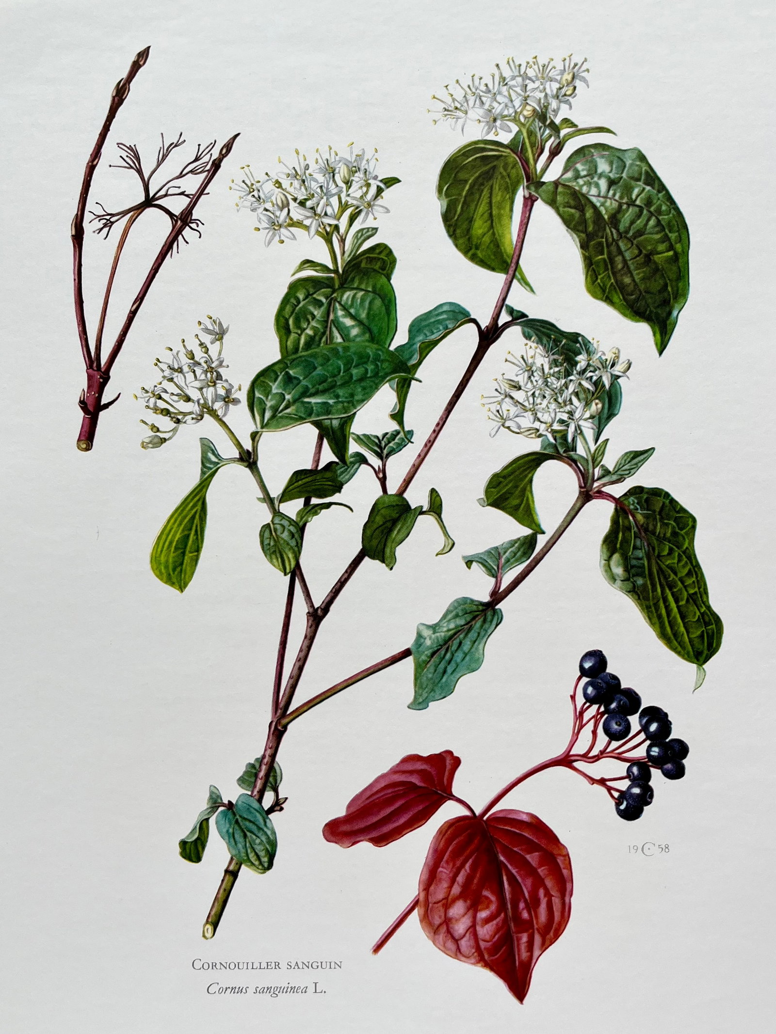 BOTANICAL PRINT: FRENCH TEXT IN VERSO. SIZE: 10.5 X 7.5 INCHES. UNFRAMED. PRINTED IN 1957. SHIPPING IN THE U.S VIA USPS PRIORITY MAIL $16. WE COMBINE SHIPPING.