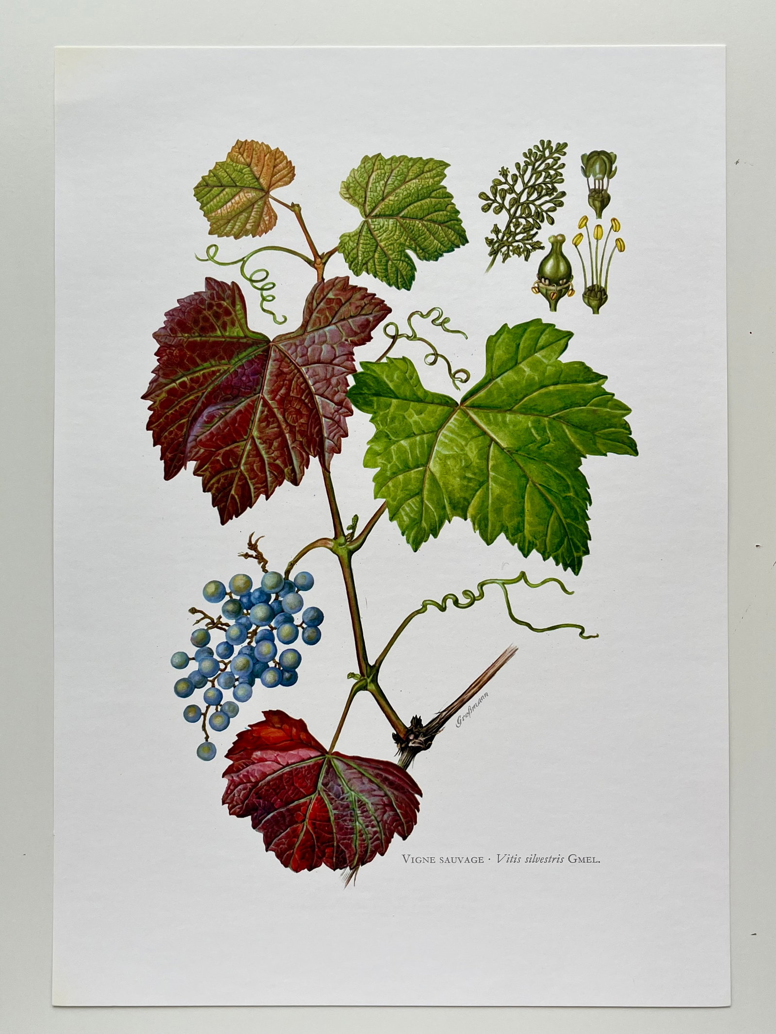BOTANICAL PRINT - 2