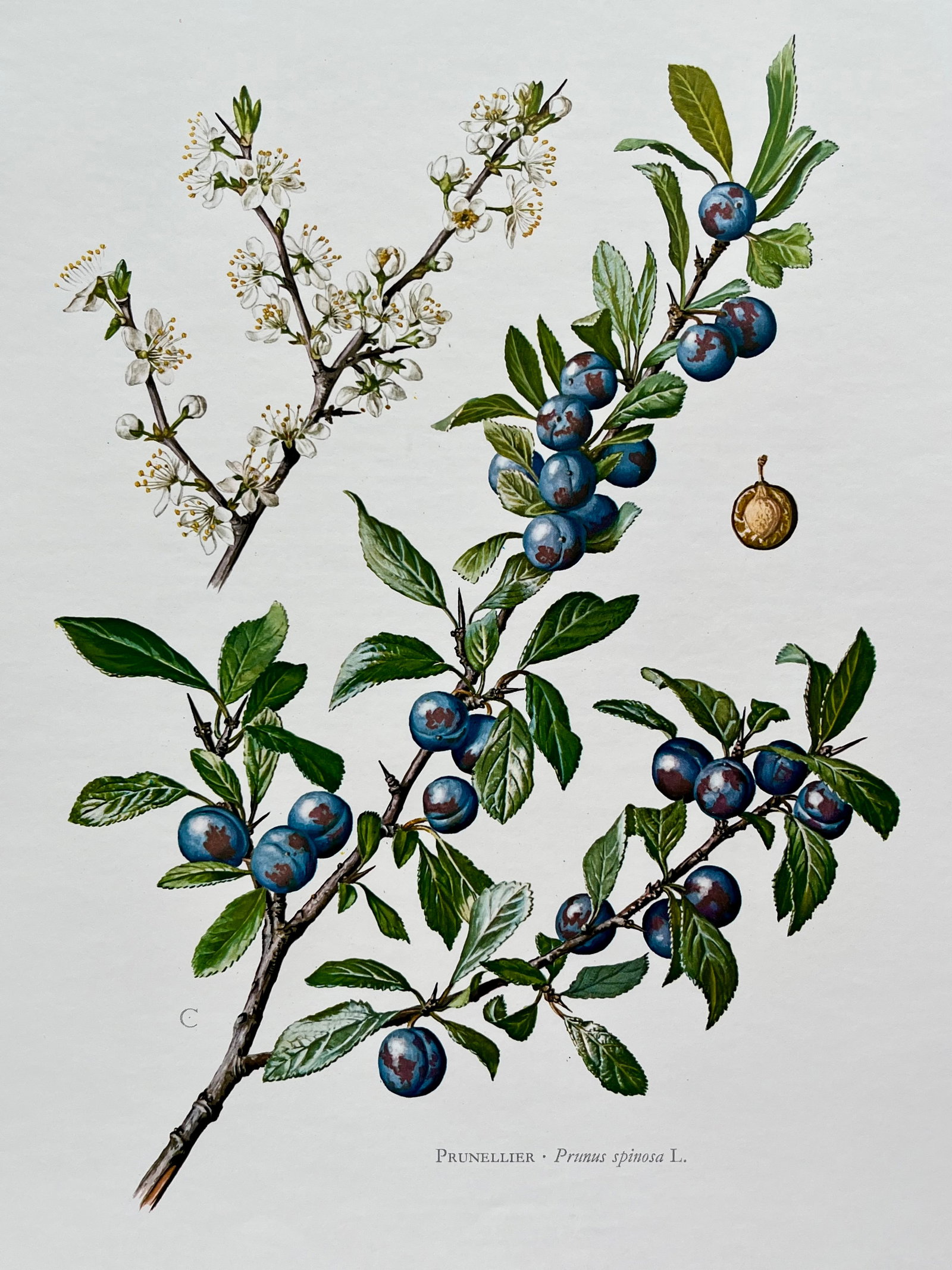 BOTANICAL PRINT: FRENCH TEXT IN VERSO. SIZE: 10.5 X 7.5 INCHES. UNFRAMED. PRINTED IN 1957. SHIPPING IN THE U.S VIA USPS PRIORITY MAIL $16. WE COMBINE SHIPPING.