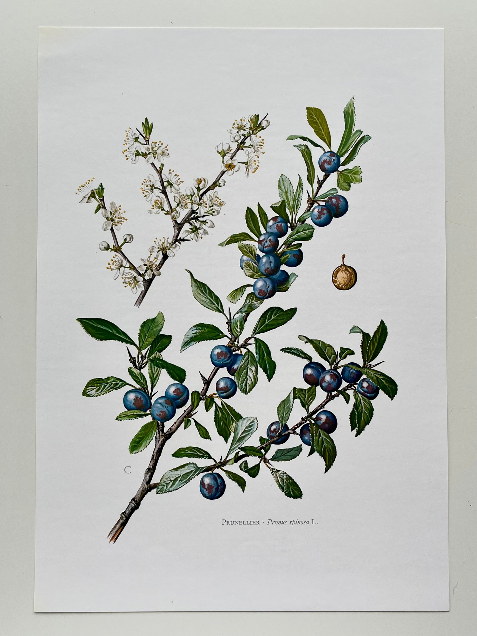 BOTANICAL PRINT - 2