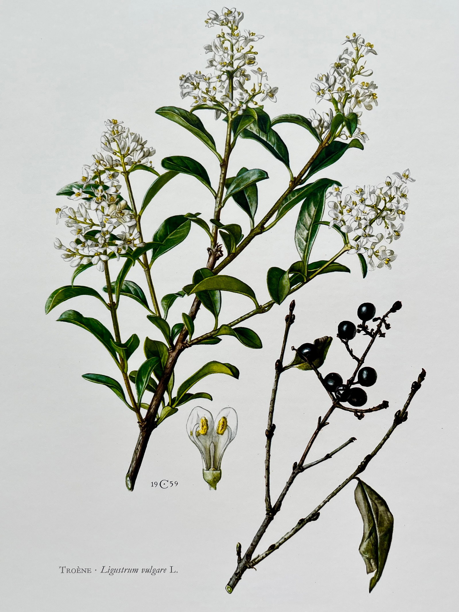 BOTANICAL PRINT: FRENCH TEXT IN VERSO. SIZE: 10.5 X 7.5 INCHES. UNFRAMED. PRINTED IN 1957. SHIPPING IN THE U.S VIA USPS PRIORITY MAIL $16. WE COMBINE SHIPPING.