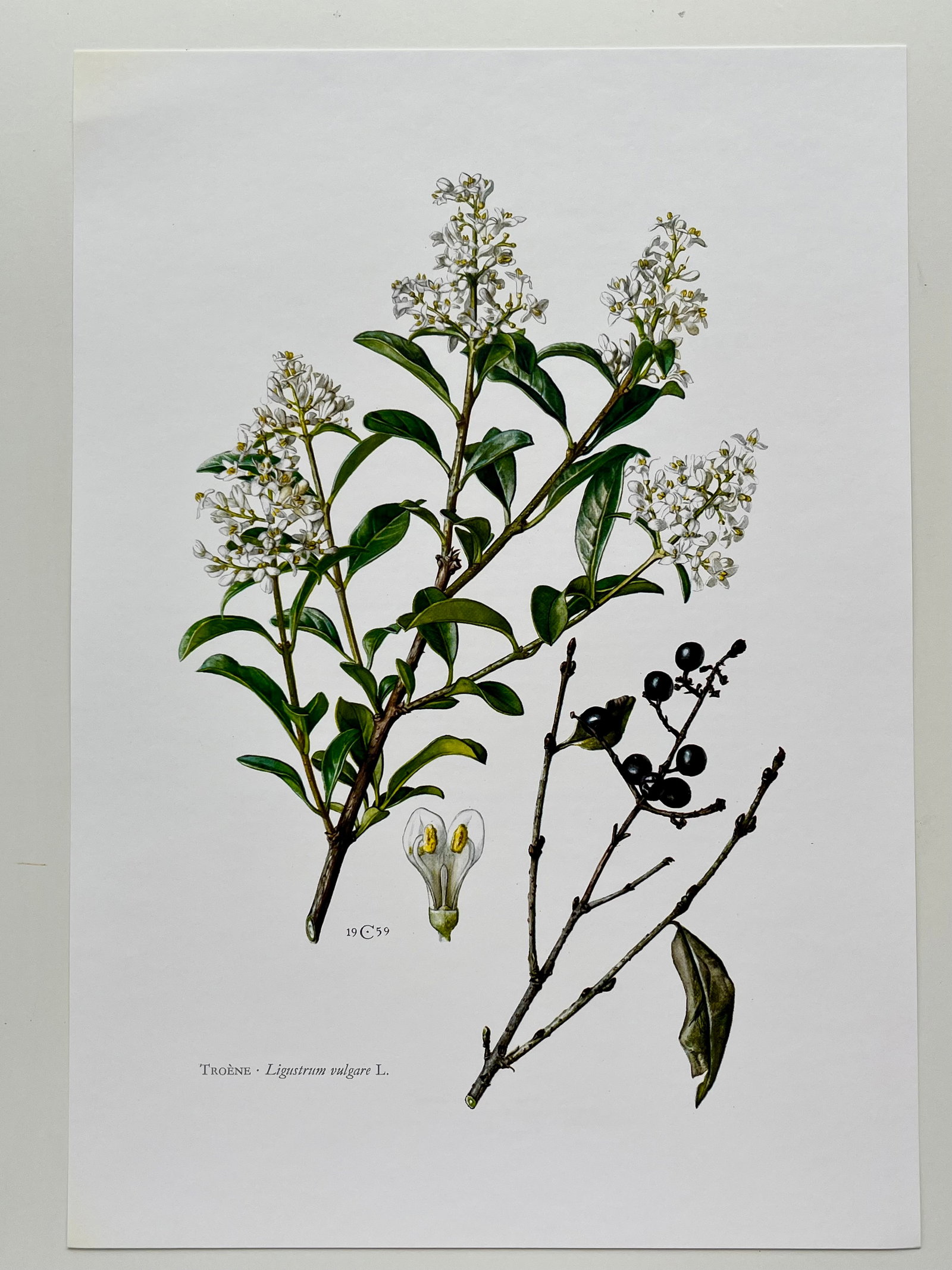BOTANICAL PRINT - 2