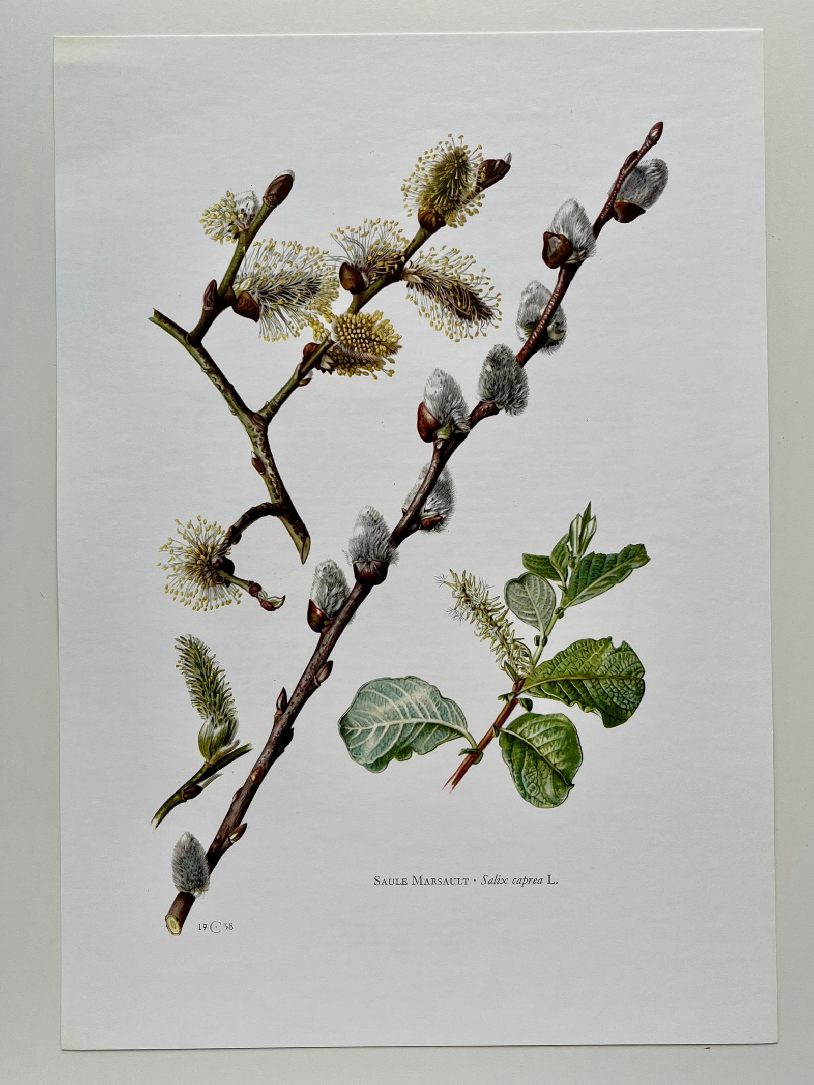 BOTANICAL PRINT - 2