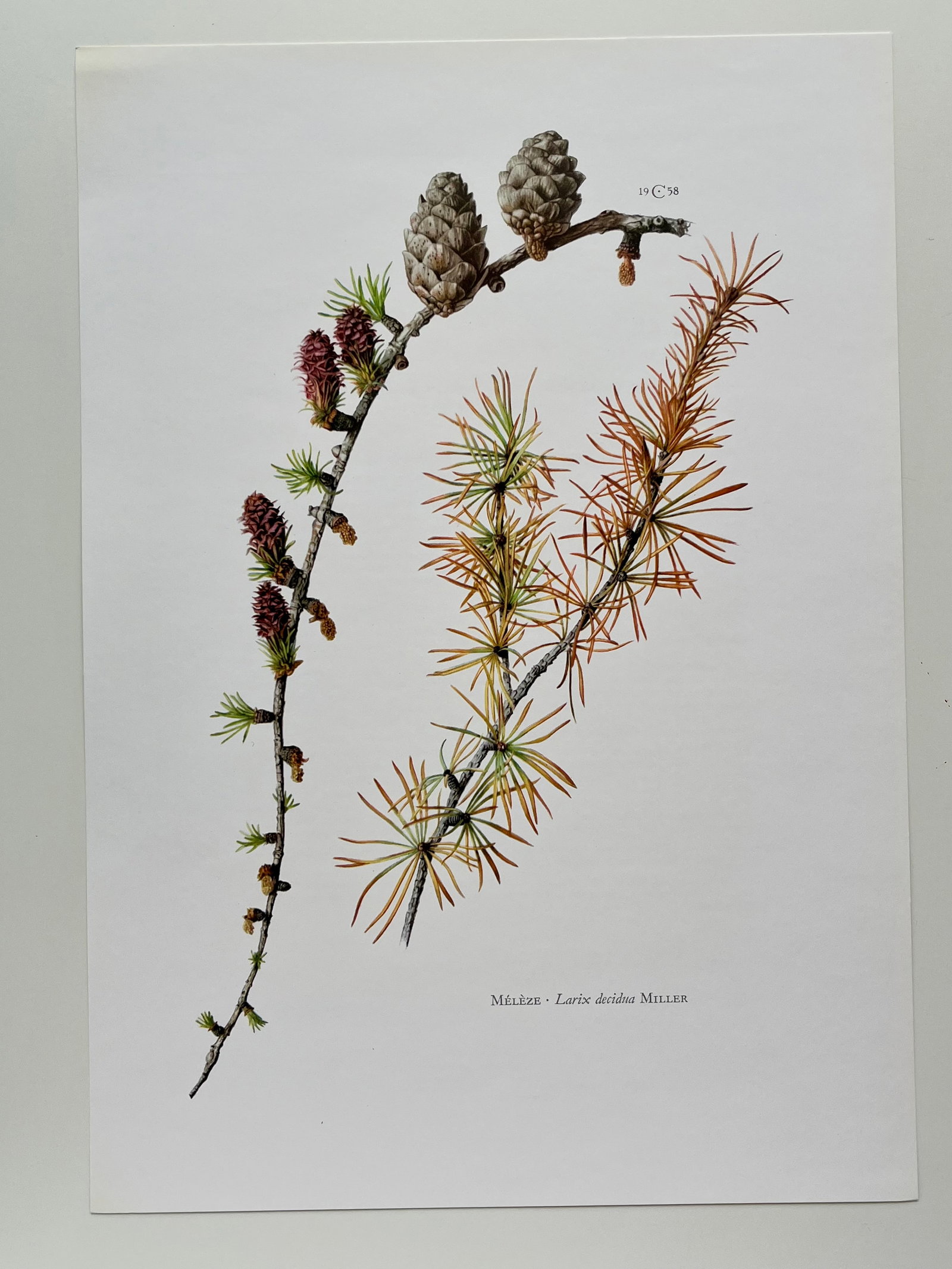 BOTANICAL PRINT - 2