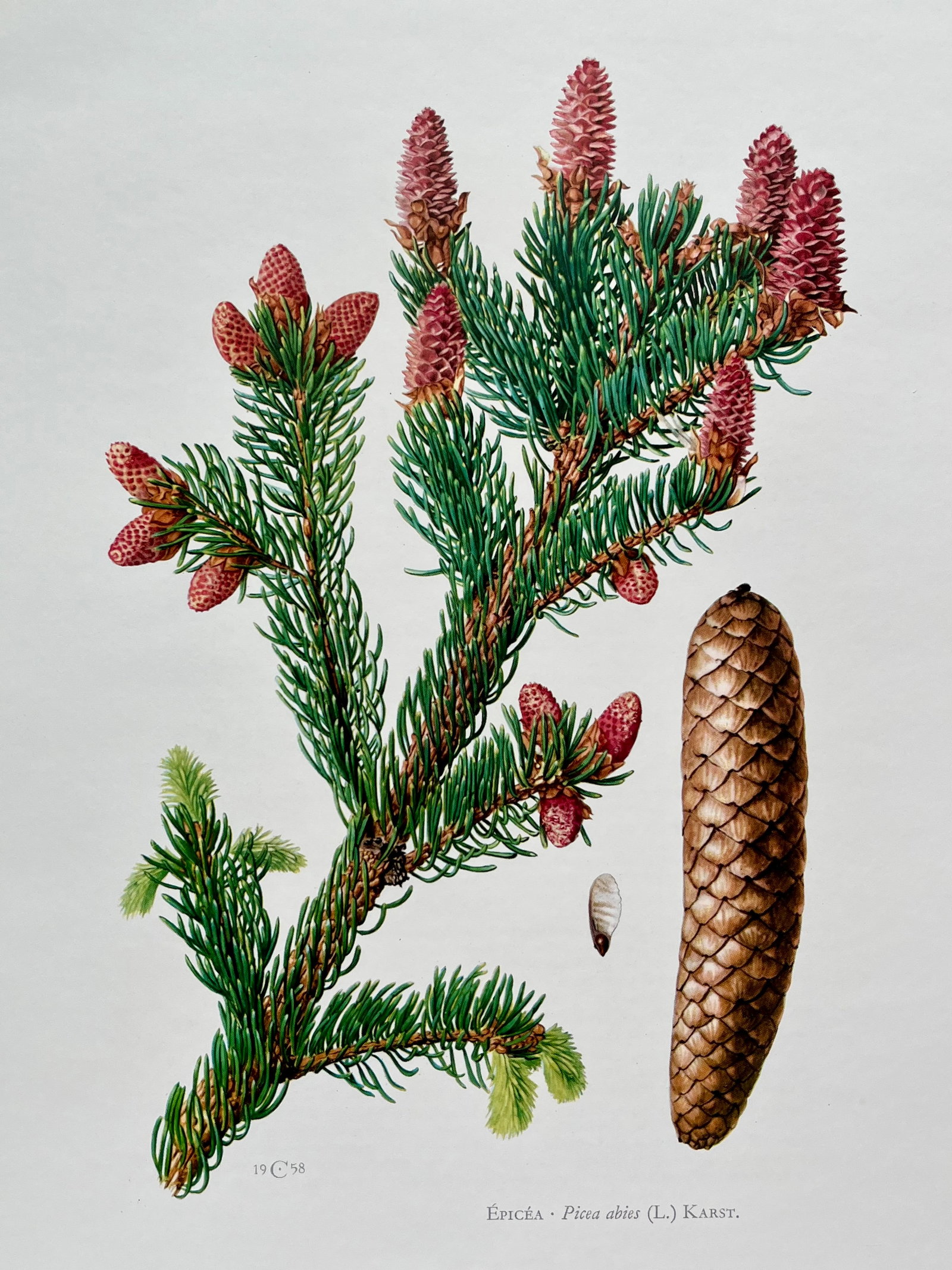 BOTANICAL PRINT: FRENCH TEXT IN VERSO. SIZE: 10.5 X 7.5 INCHES. UNFRAMED. PRINTED IN 1957. SHIPPING IN THE U.S VIA USPS PRIORITY MAIL $16. WE COMBINE SHIPPING.