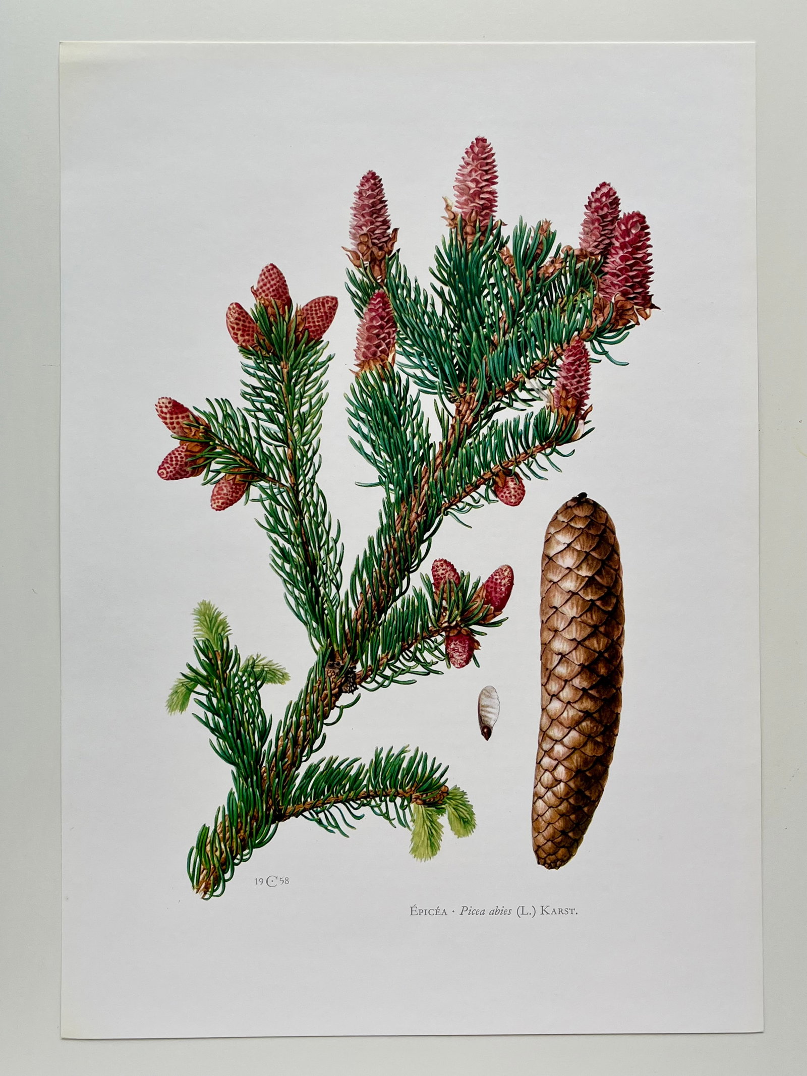 BOTANICAL PRINT - 2