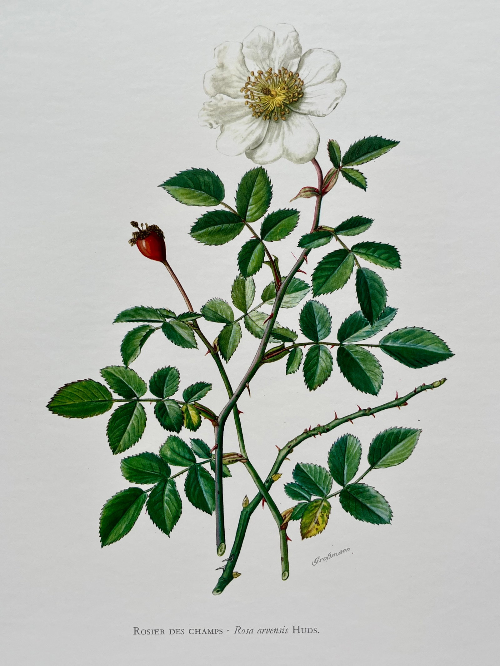 BOTANICAL PRINT: FRENCH TEXT IN VERSO. SIZE: 10.5 X 7.5 INCHES. UNFRAMED. PRINTED IN 1957. SHIPPING IN THE U.S VIA USPS PRIORITY MAIL $16. WE COMBINE SHIPPING.