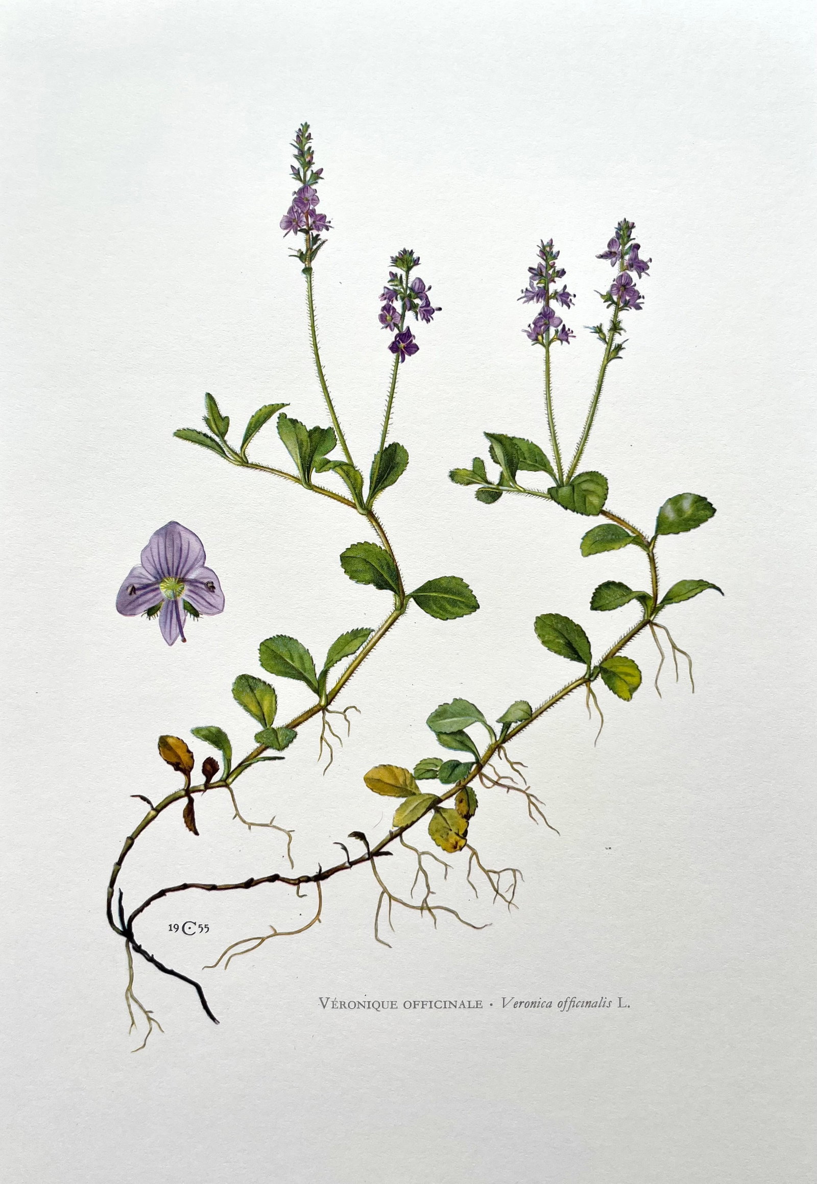 BOTANICAL PRINT: FRENCH TEXT IN VERSO. SIZE: 10.5 X 7.5 INCHES. UNFRAMED. PRINTED IN 1957. SHIPPING IN THE U.S VIA USPS PRIORITY MAIL $16. WE COMBINE SHIPPING.