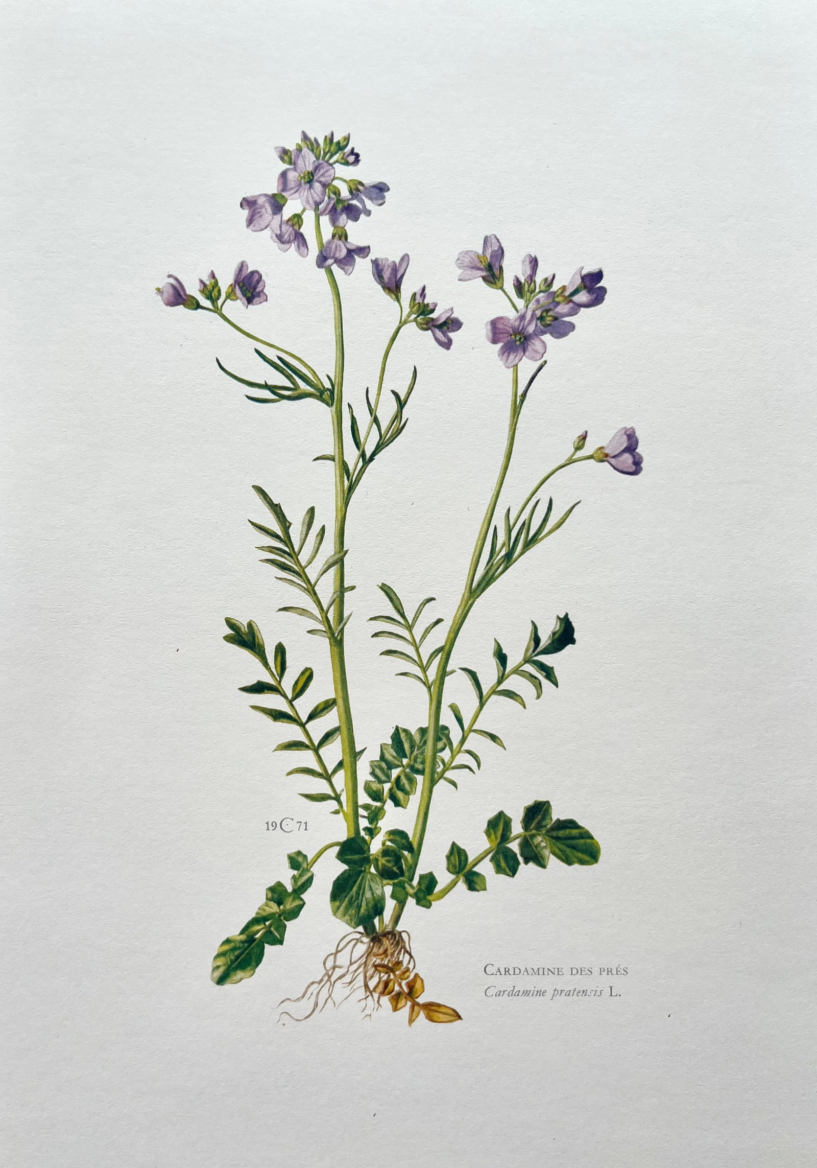 BOTANICAL PRINT: FRENCH TEXT IN VERSO. SIZE: 10.5 X 7.5 INCHES. UNFRAMED. PRINTED IN 1957. SHIPPING IN THE U.S VIA USPS PRIORITY MAIL $16. WE COMBINE SHIPPING.