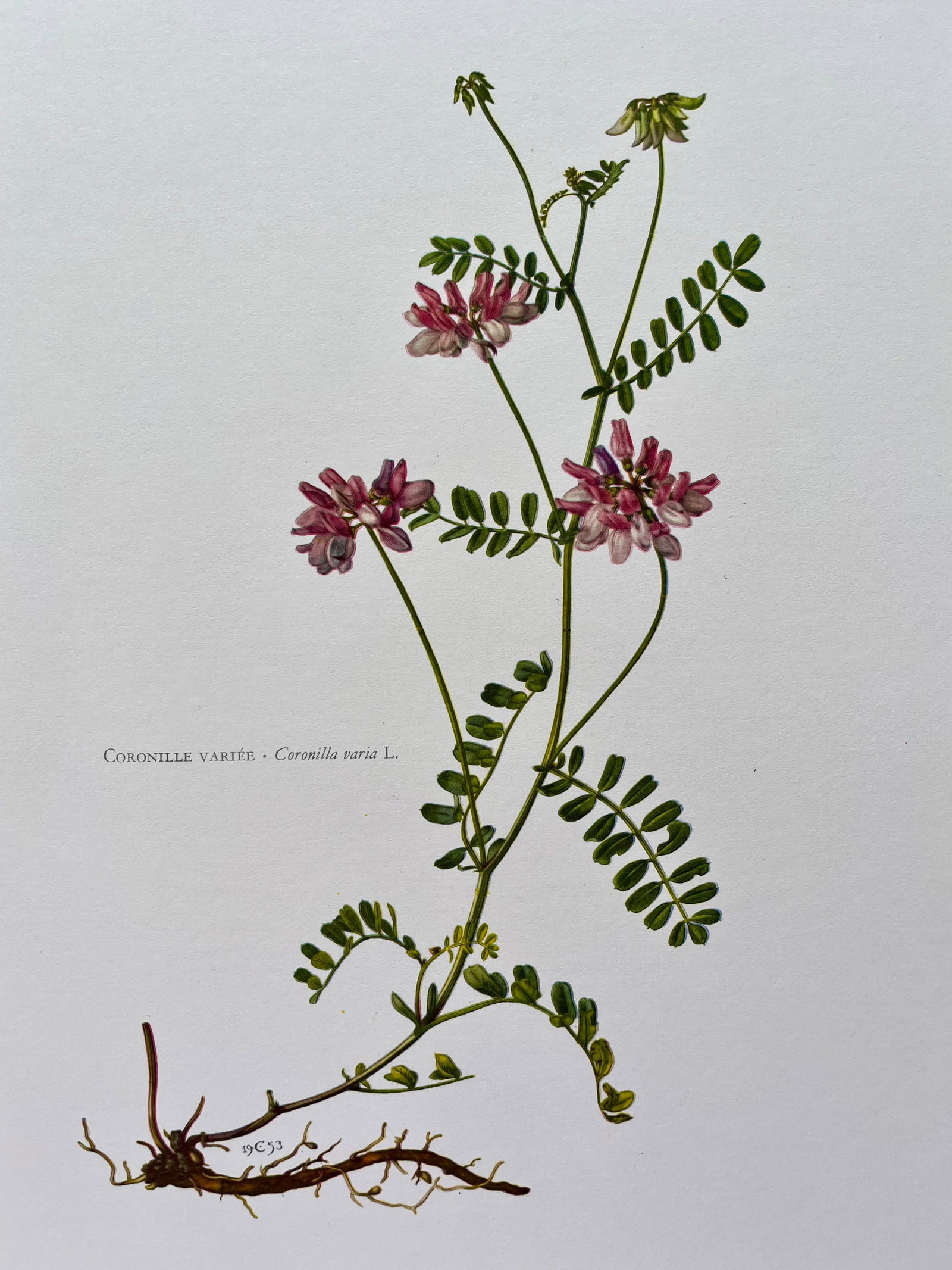 BOTANICAL PRINT: FRENCH TEXT IN VERSO. SIZE: 10.5 X 7.5 INCHES. UNFRAMED. PRINTED IN 1957. SHIPPING IN THE U.S VIA USPS PRIORITY MAIL $16. WE COMBINE SHIPPING.