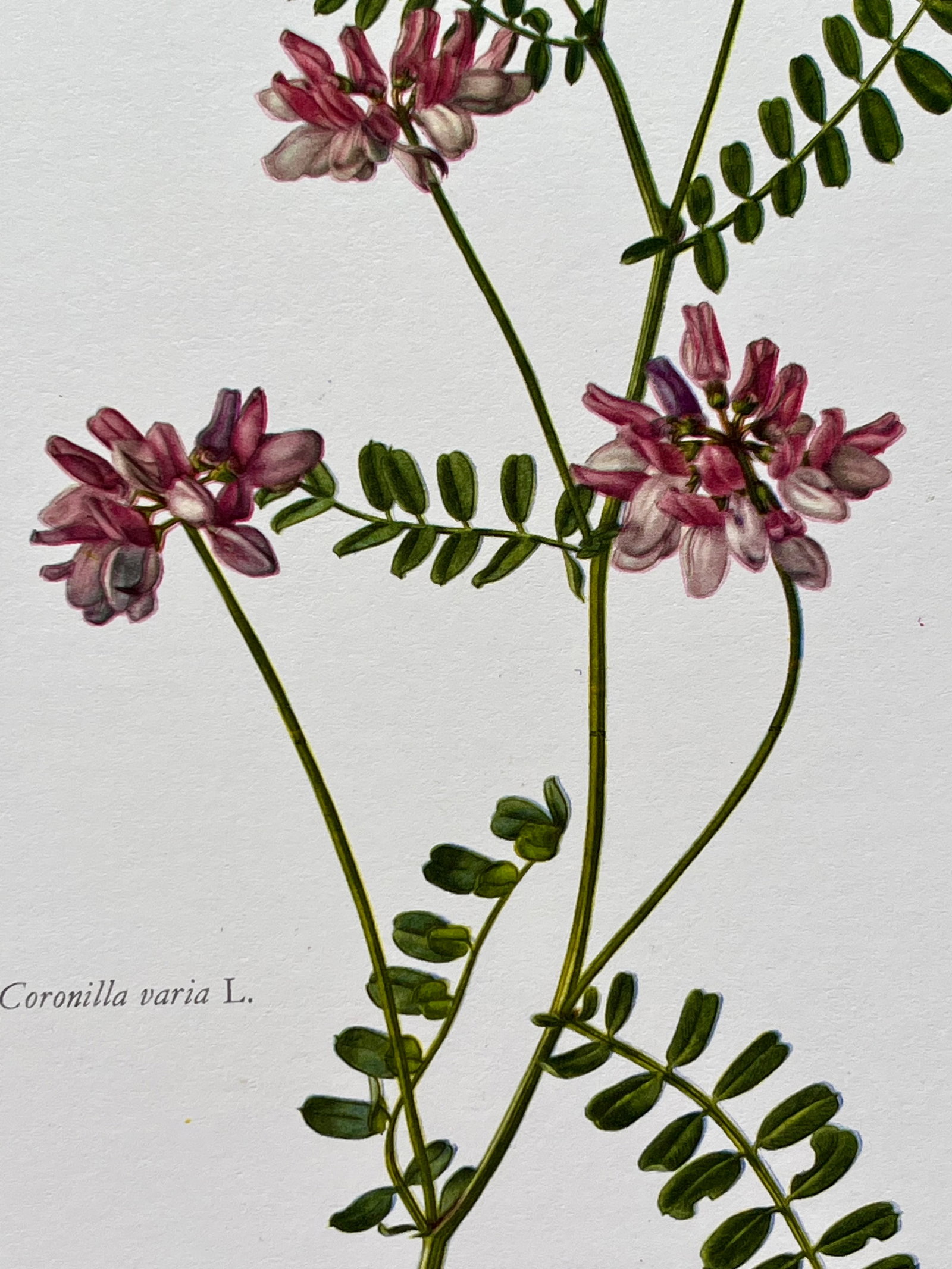 BOTANICAL PRINT - 2