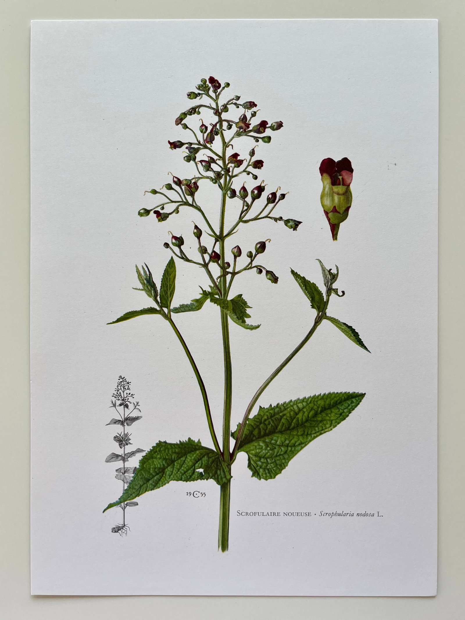 BOTANICAL PRINT - 2