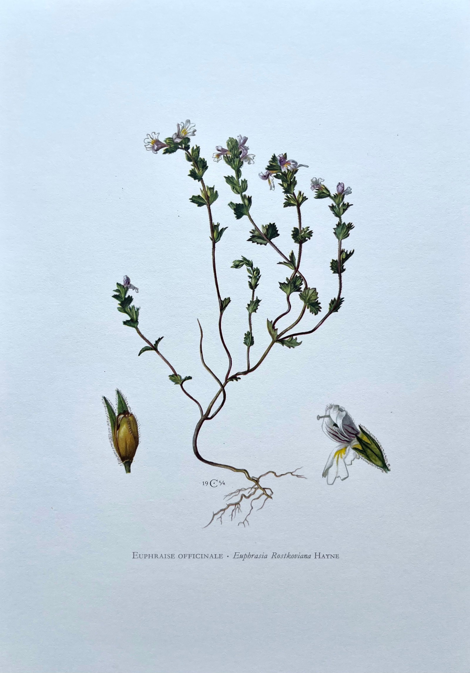 BOTANICAL PRINT: FRENCH TEXT IN VERSO. SIZE: 10.5 X 7.5 INCHES. UNFRAMED. PRINTED IN 1957. SHIPPING IN THE U.S VIA USPS PRIORITY MAIL $16. WE COMBINE SHIPPING.