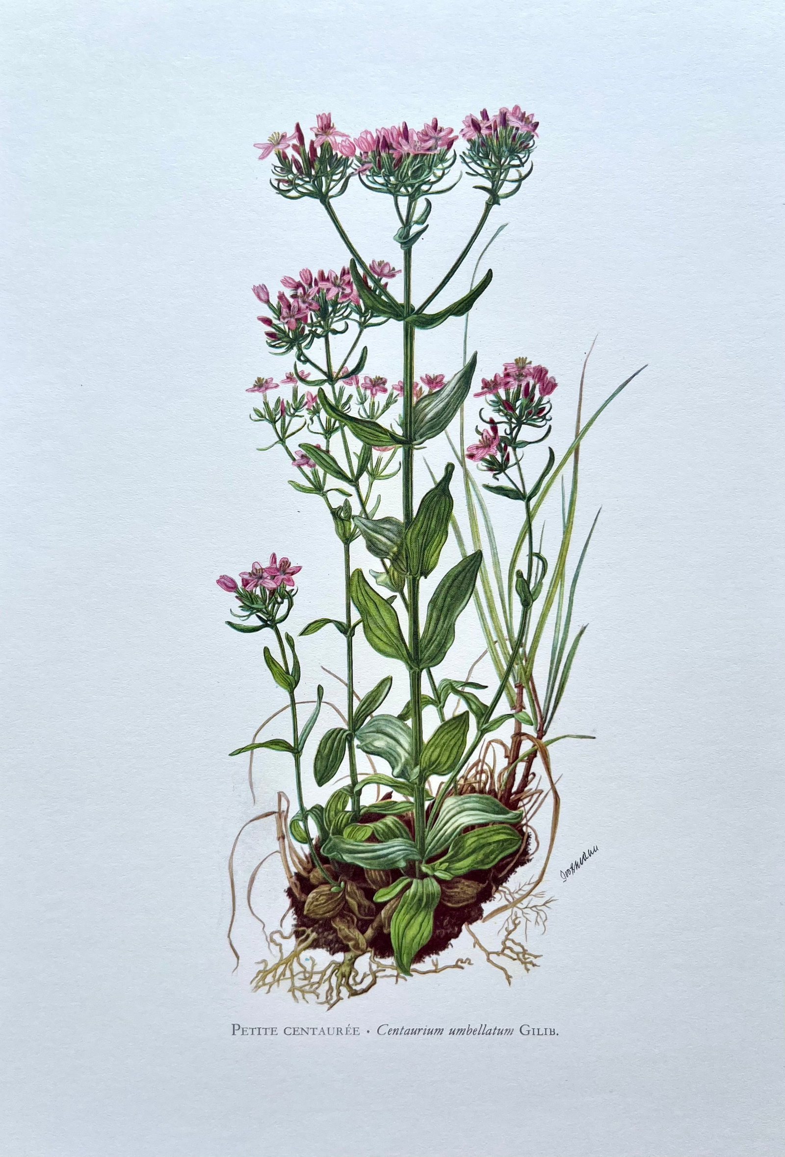 BOTANICAL PRINT: FRENCH TEXT IN VERSO. SIZE: 10.5 X 7.5 INCHES. UNFRAMED. PRINTED IN 1957. SHIPPING IN THE U.S VIA USPS PRIORITY MAIL $16. WE COMBINE SHIPPING.
