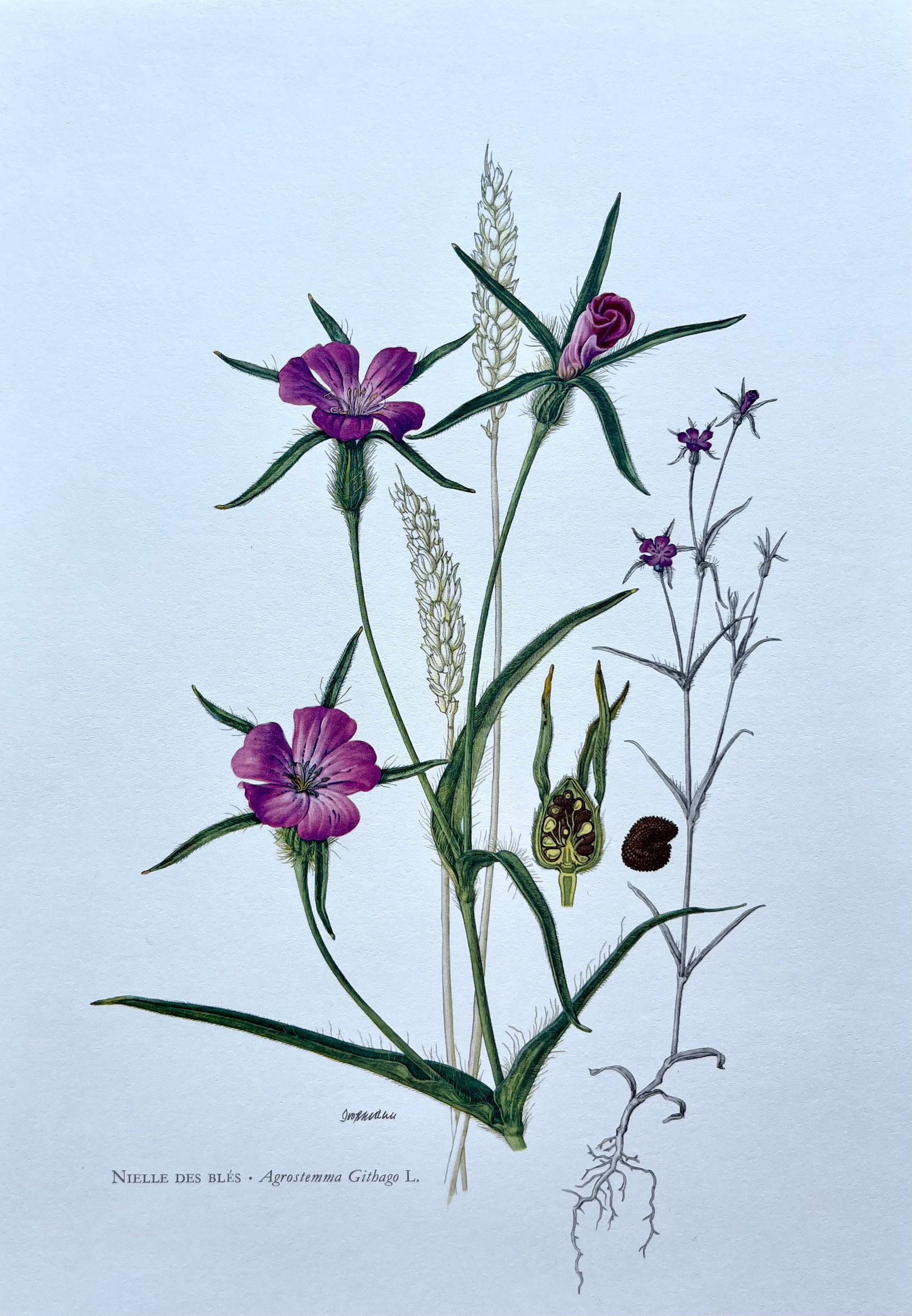 BOTANICAL PRINT: FRENCH TEXT IN VERSO. SIZE: 10.5 X 7.5 INCHES. UNFRAMED. PRINTED IN 1957. SHIPPING IN THE U.S VIA USPS PRIORITY MAIL $16. WE COMBINE SHIPPING.