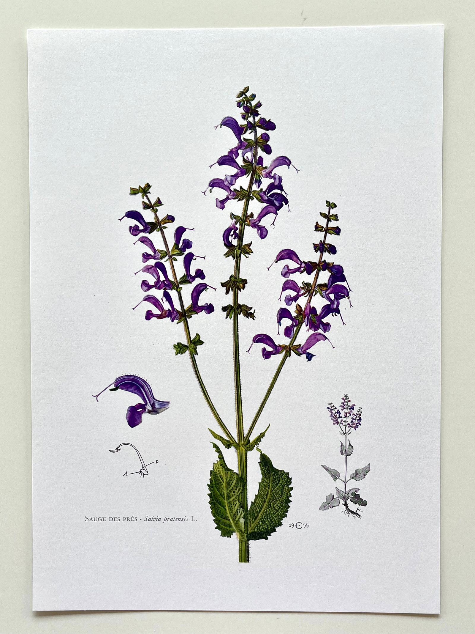 BOTANICAL PRINT - 2