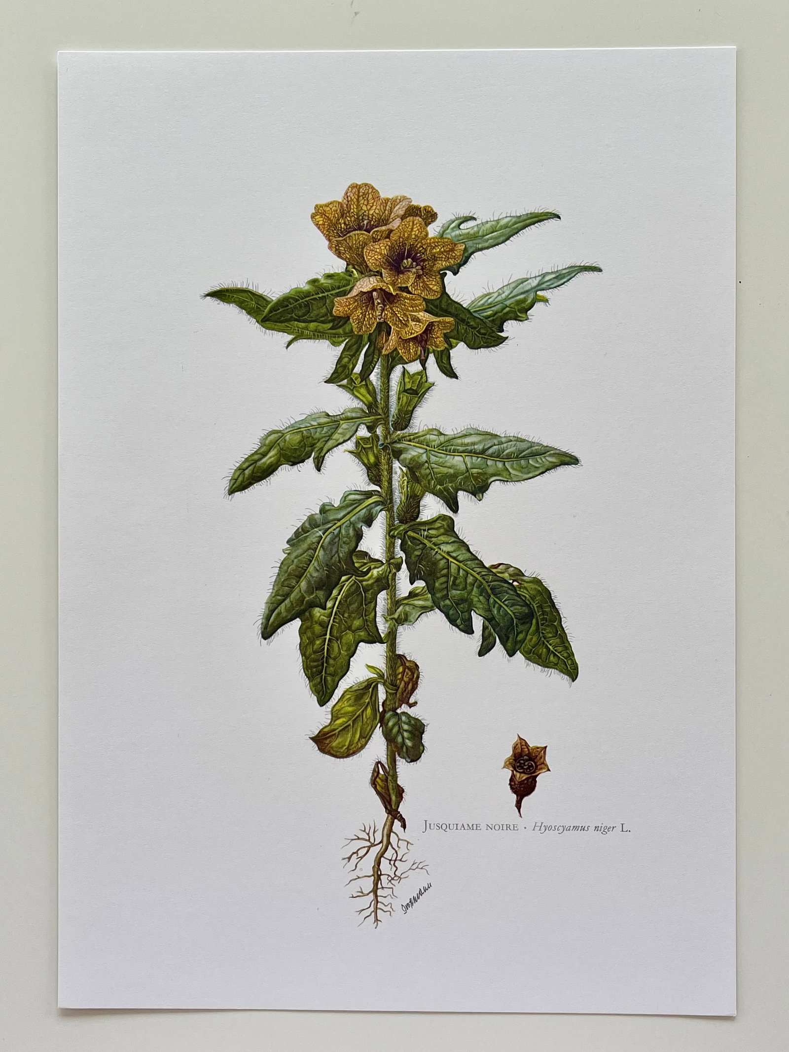 BOTANICAL PRINT - 2