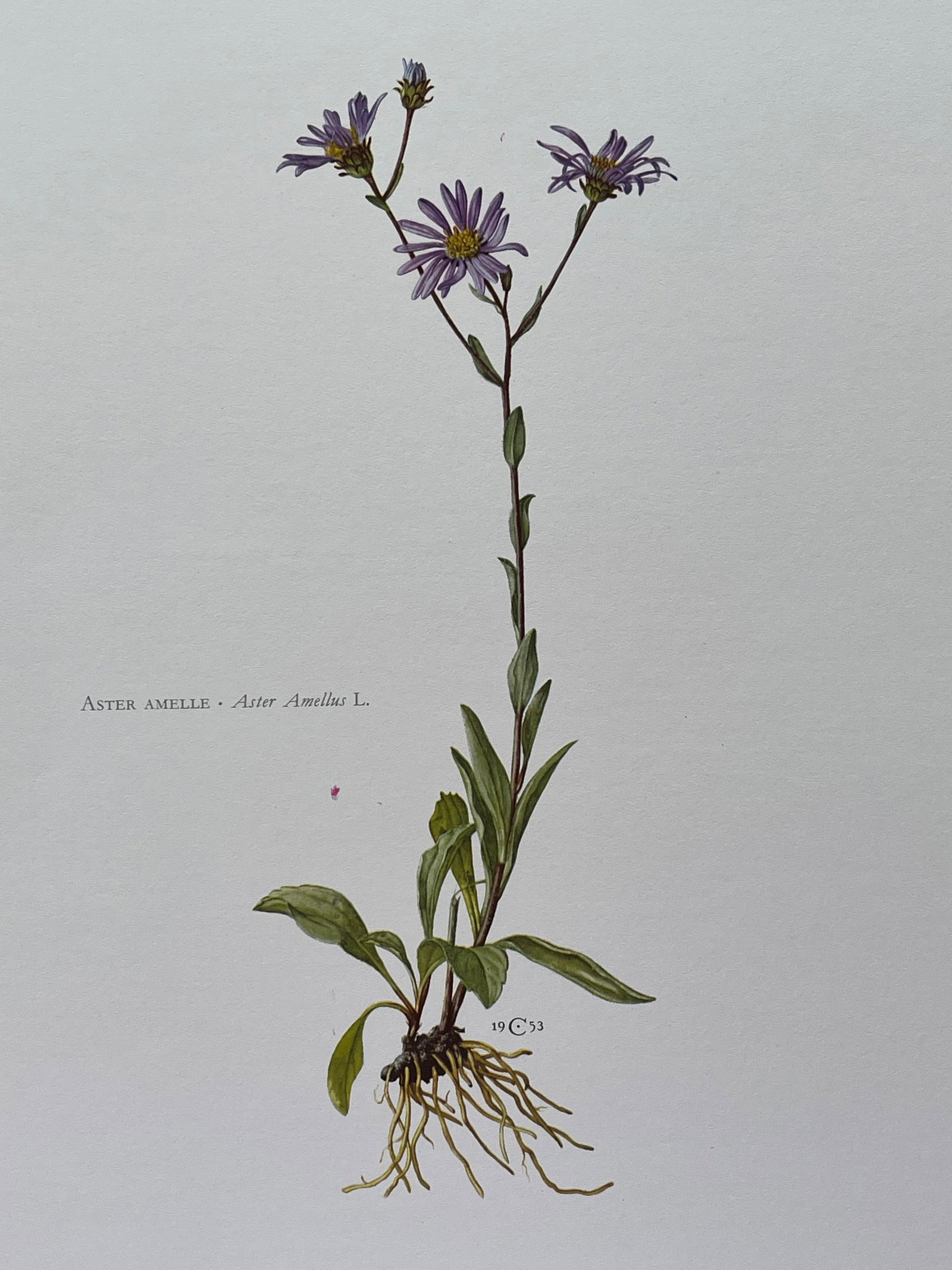BOTANICAL PRINT: FRENCH TEXT IN VERSO. SIZE: 10.5 X 7.5 INCHES. UNFRAMED. PRINTED IN 1957. SHIPPING IN THE U.S VIA USPS PRIORITY MAIL $16. WE COMBINE SHIPPING.